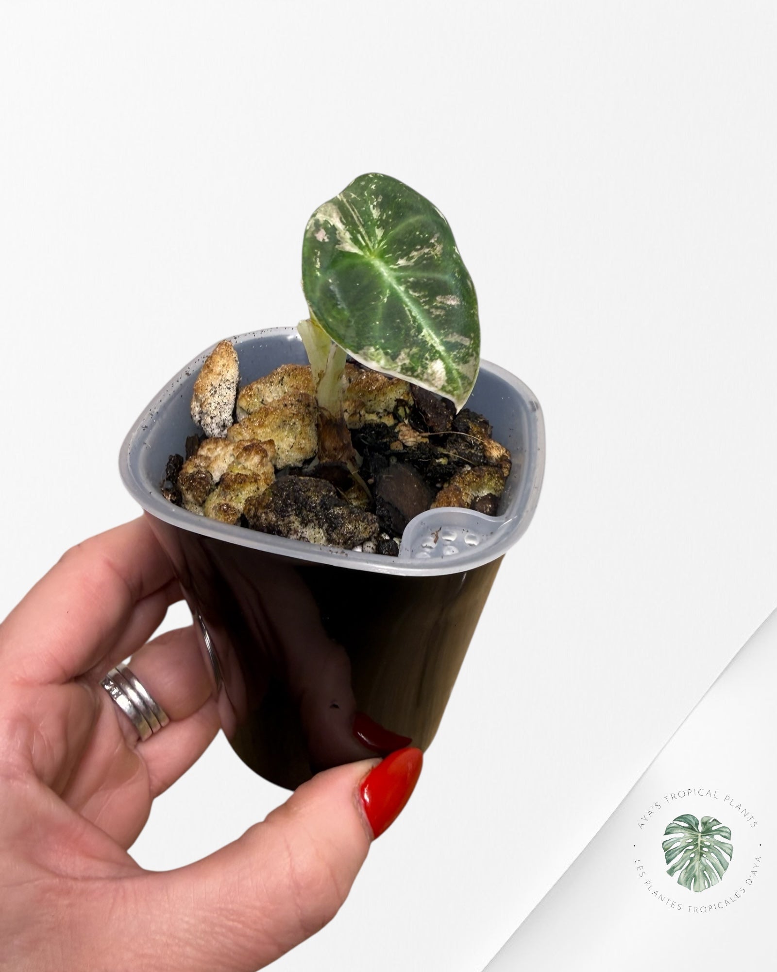 Alocasia Black Velvet Pink Variegated