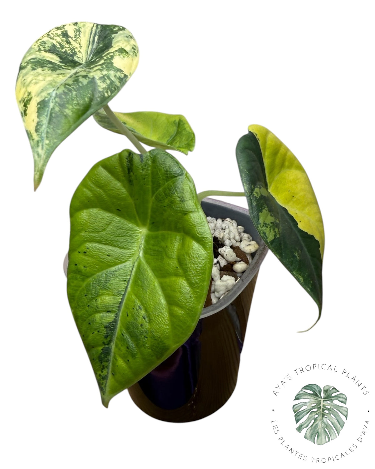 Alocasia Maharani Golden Lime