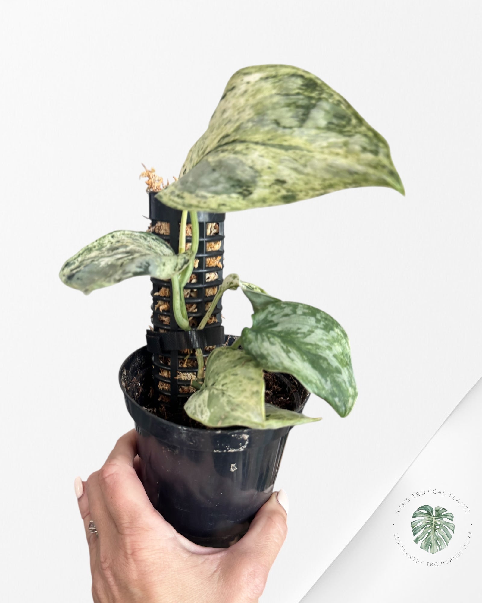 Scindapsus peasun - F2