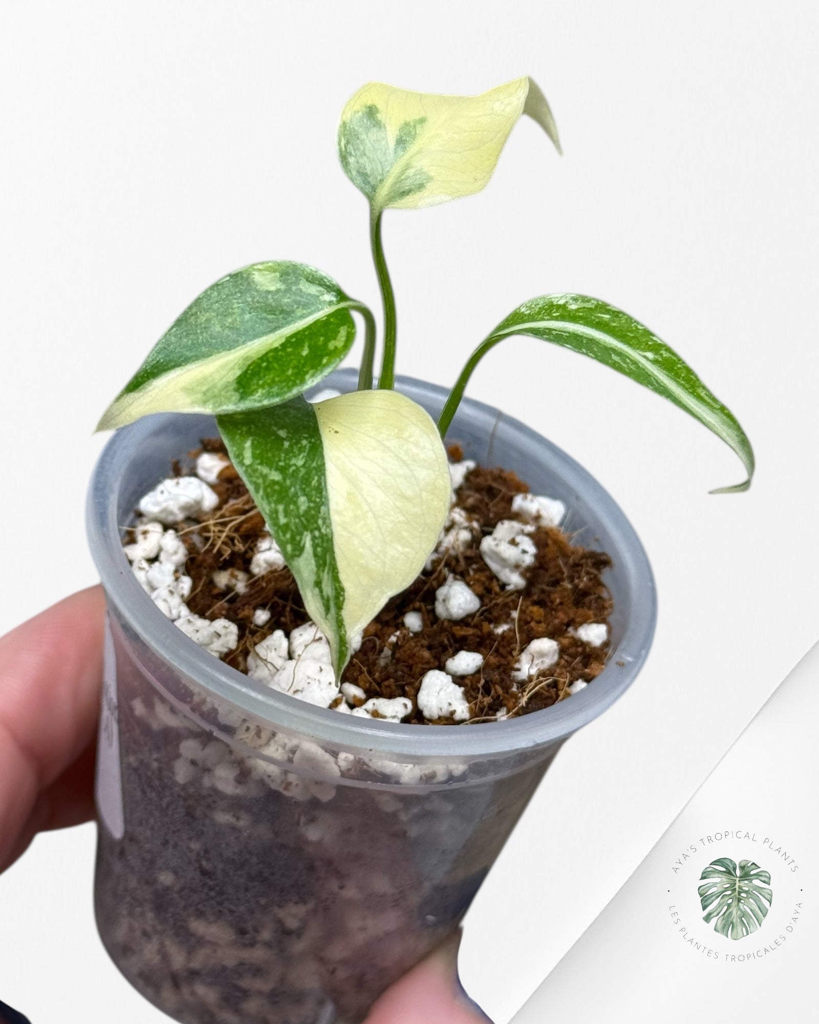 Monstera Thai Constellation Creme Brûlée |Rare TC Plant | Aya's Tropical Plants