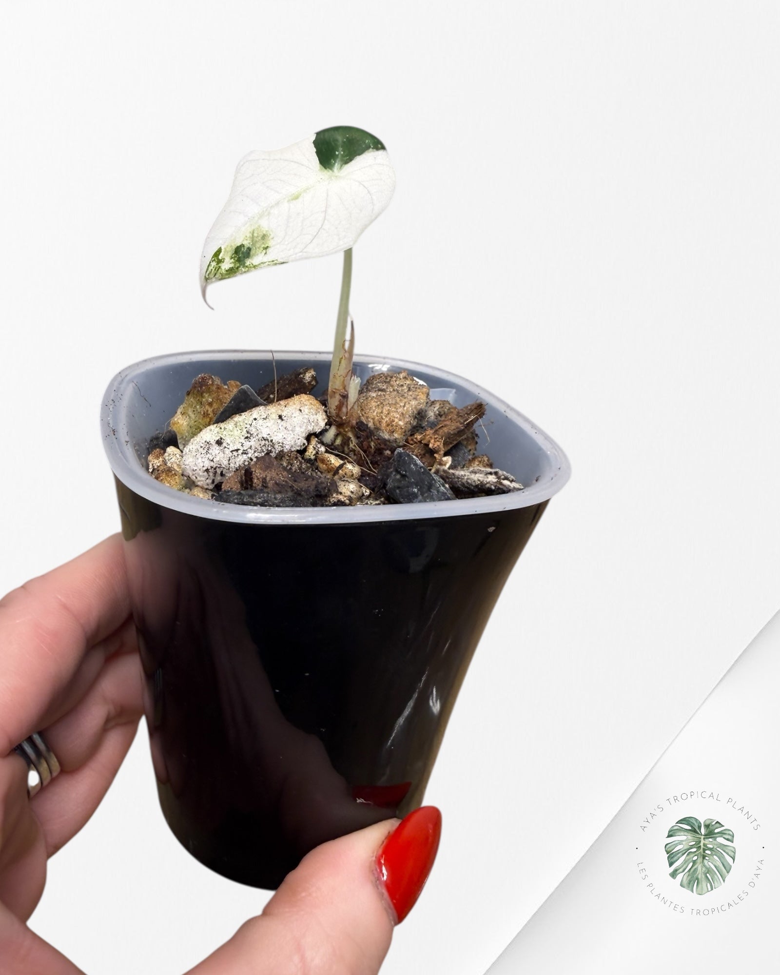 Alocasia Black Velvet Pink Variegated