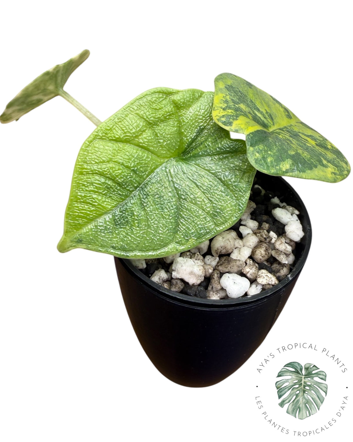Alocasia Melo Aurea long form