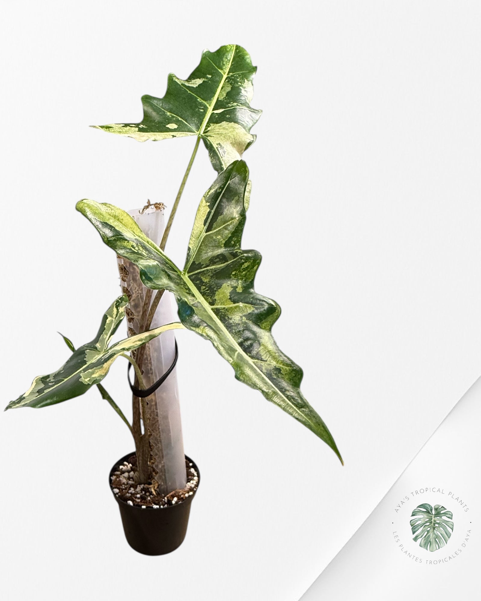 Alocasia sarian variegated - F6