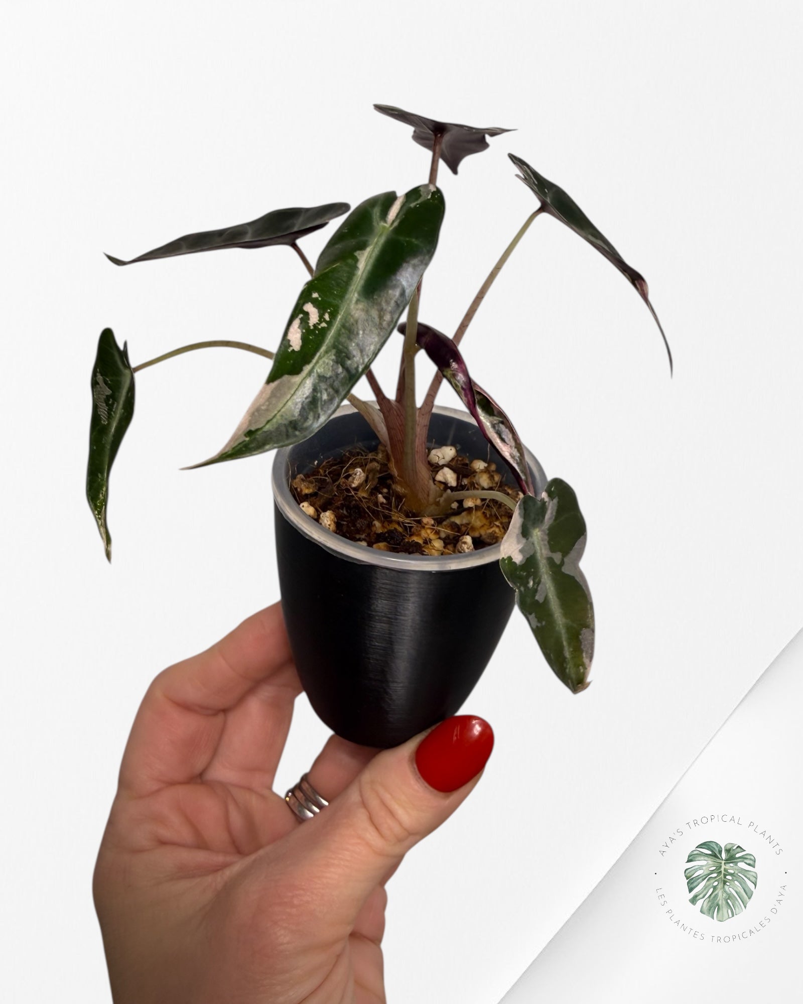 Alocasia Bambino rose panaché