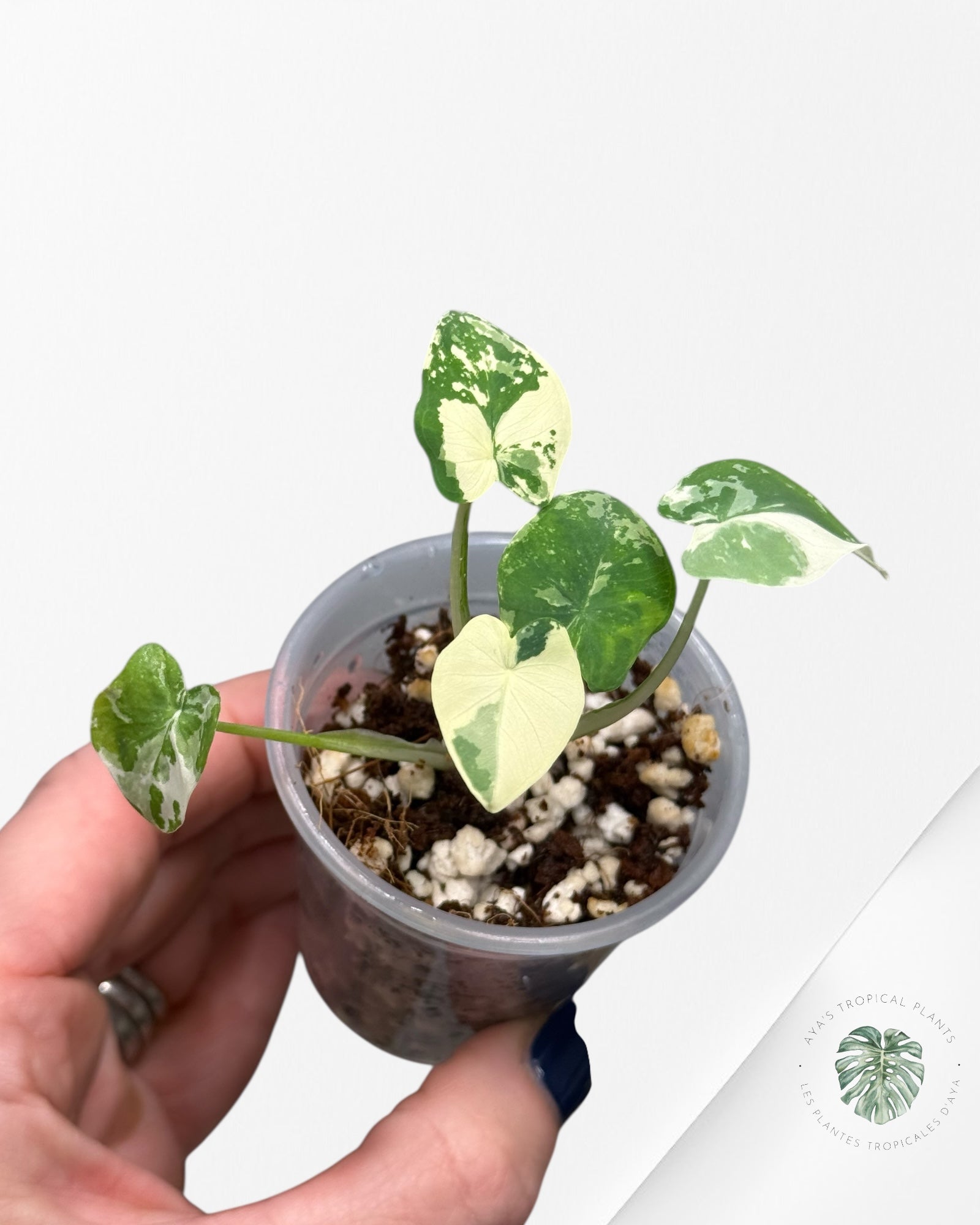 Colocasia White Tiger | Rare TC Plant| Aya's Tropical Plants