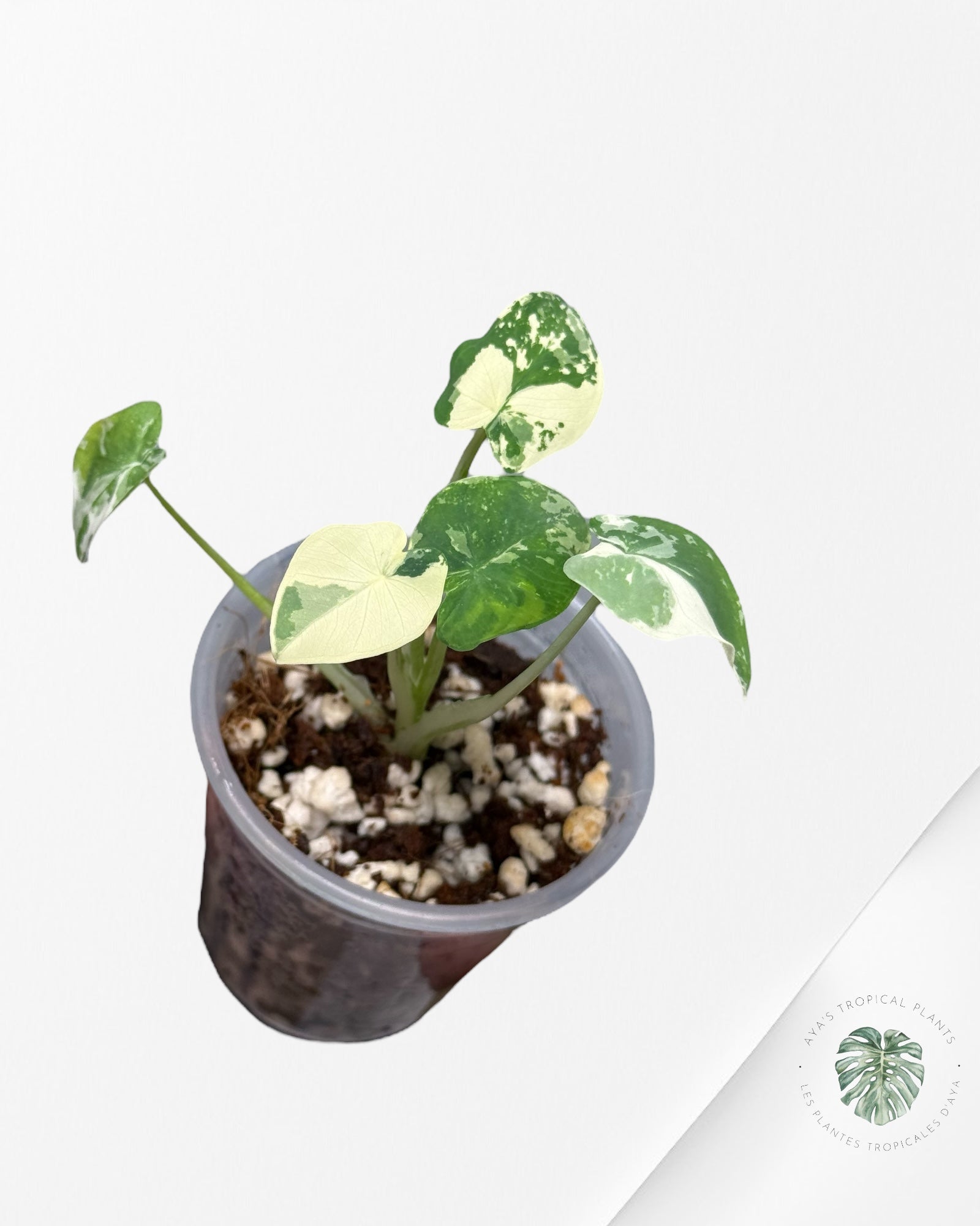 Colocasia White Tiger | Rare TC Plant| Aya's Tropical Plants