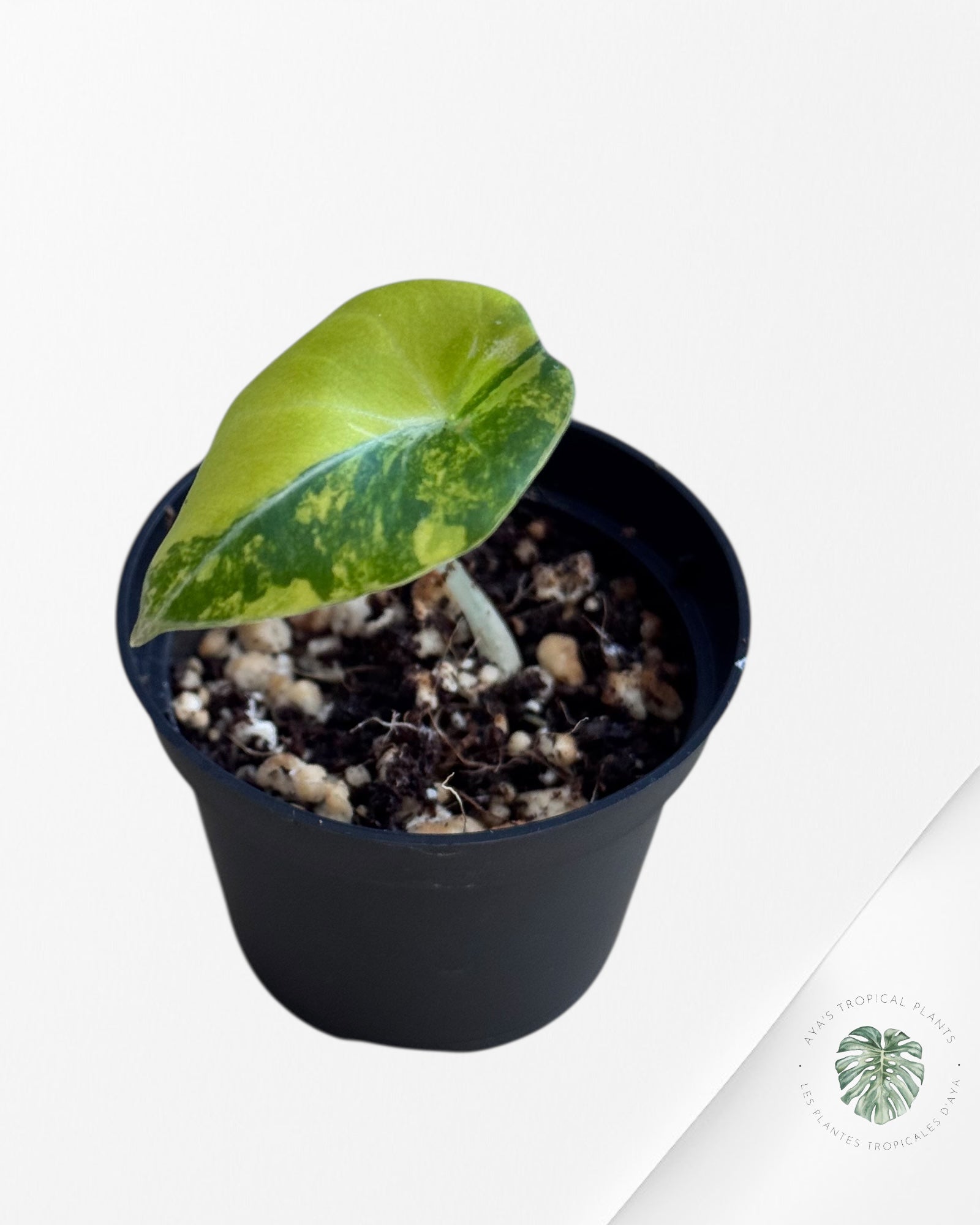 Alocasia Black Velvet Gold Variegata （ Aurea）-BG2