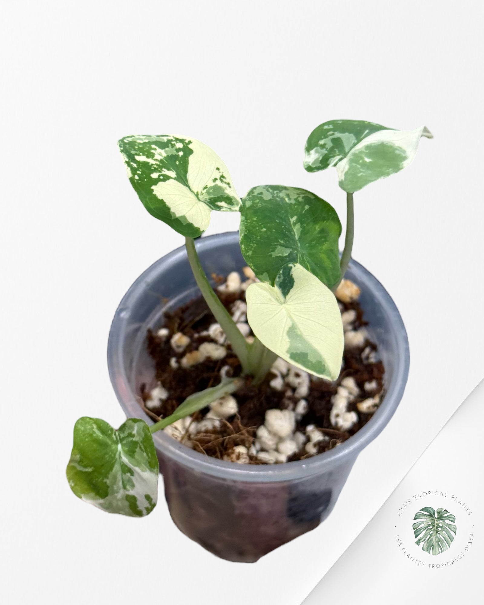 Colocasia White Tiger | Rare TC Plant| Aya's Tropical Plants