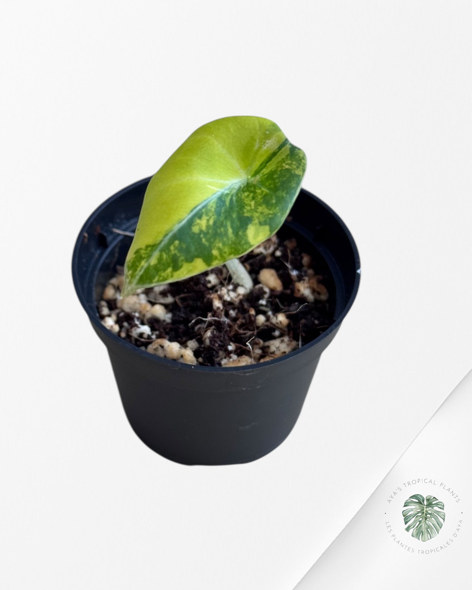 Alocasia Black Velvet Gold Variegata （ Aurea）-BG2