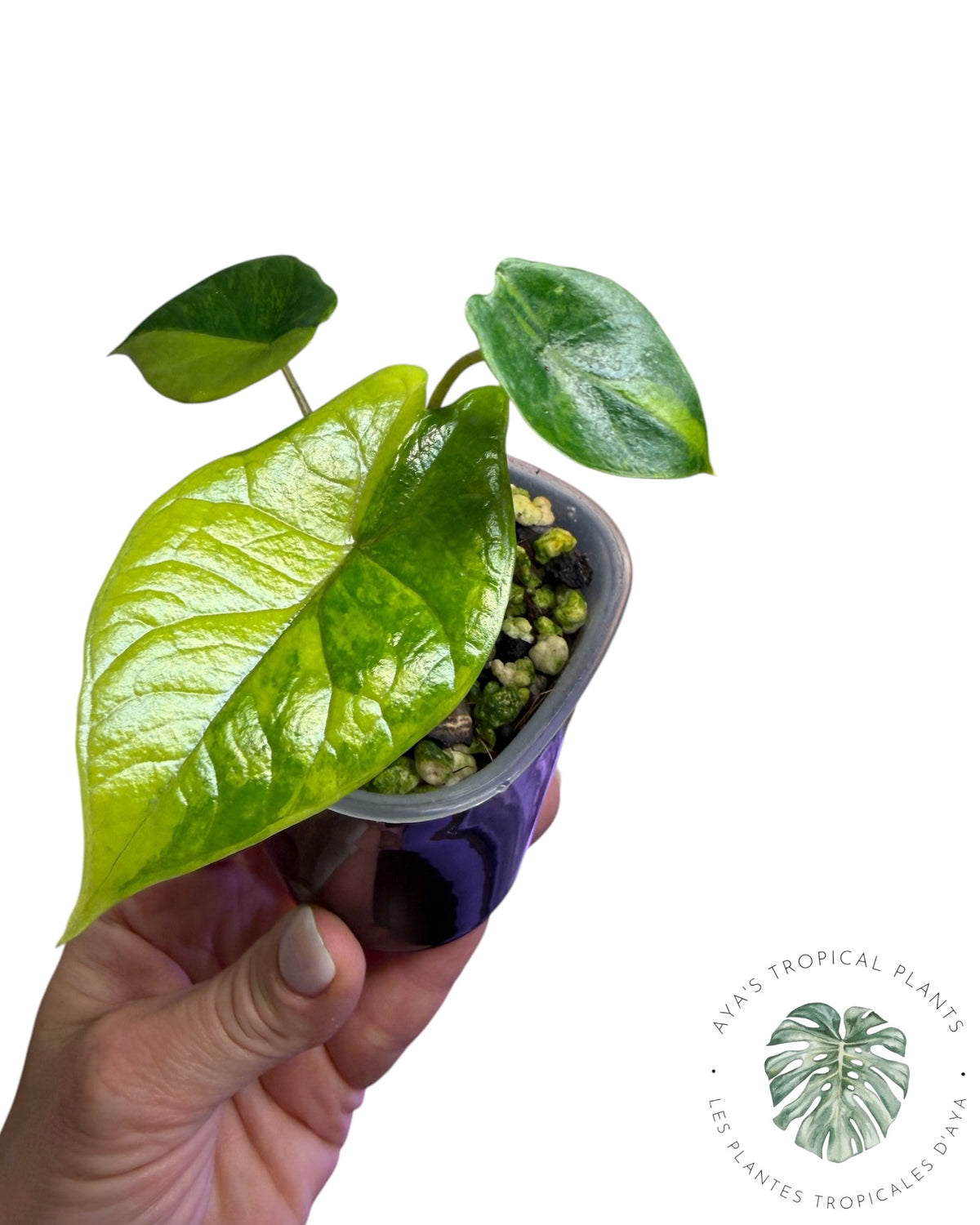Alocasia Scalprum Aurea Variegated