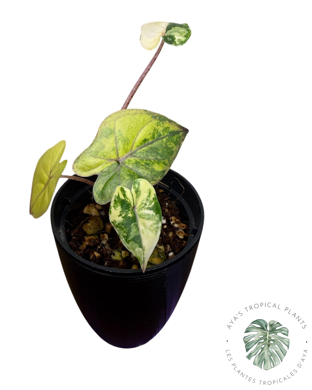 Alocasia Yucatan Aurea Variegated