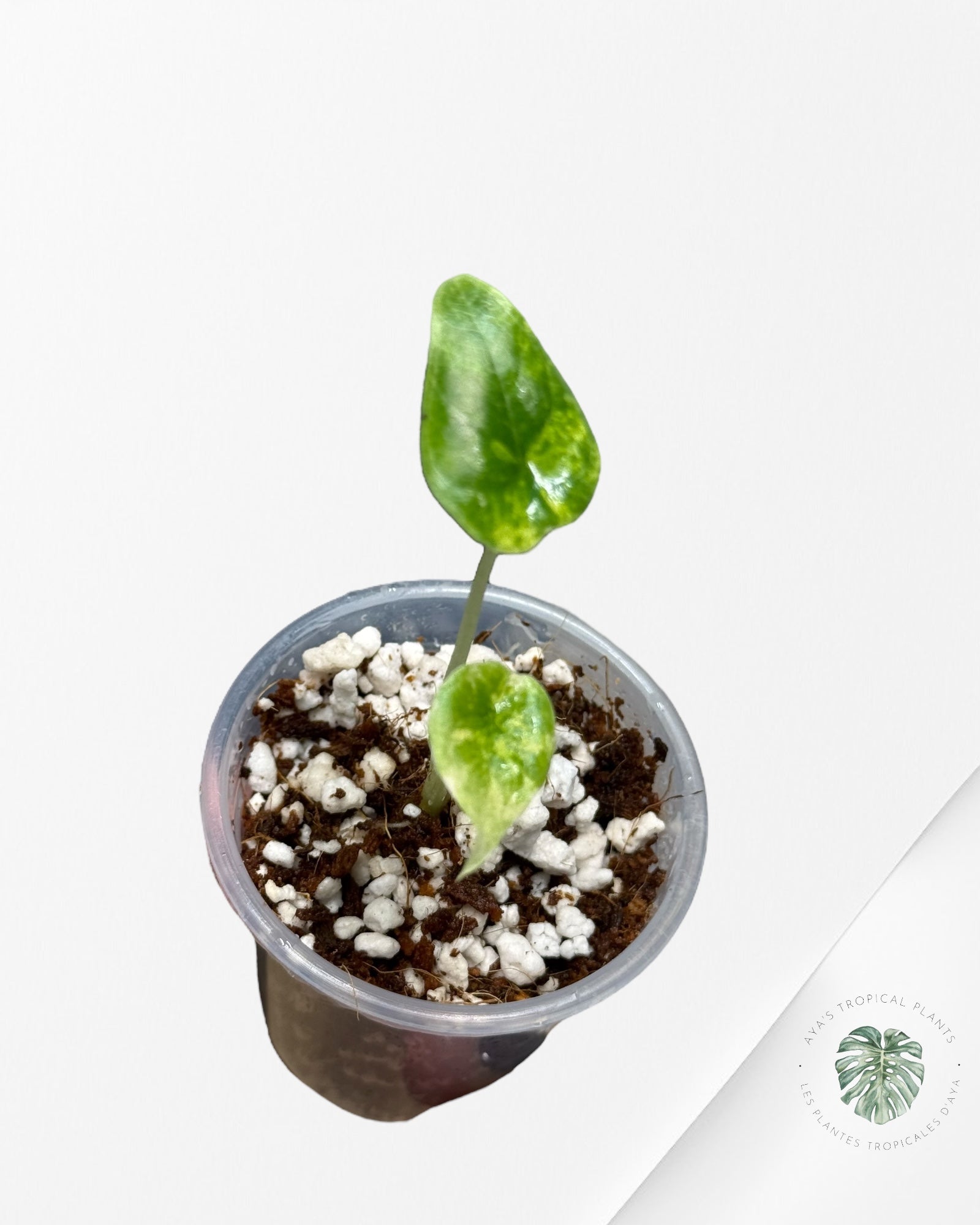 Alocasia Melo Variegated Aurea| Rare TC Plant| Aya's Tropical Plants