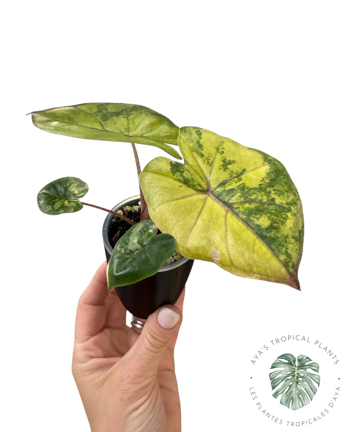 Alocasia Yucatan Aurea Variegated