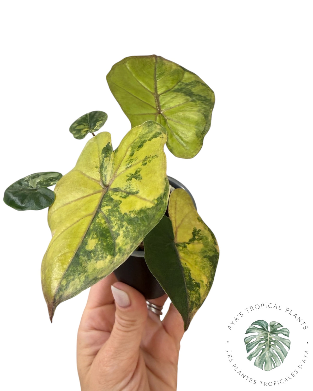 Alocasia Yucatan Aurea Variegated