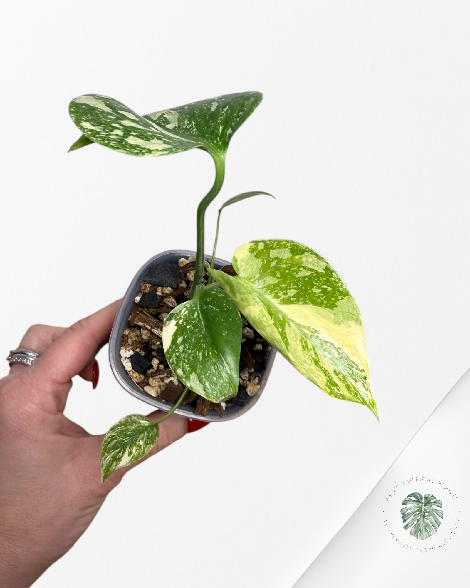 Monstera Thai Constellation Creme Brûlée