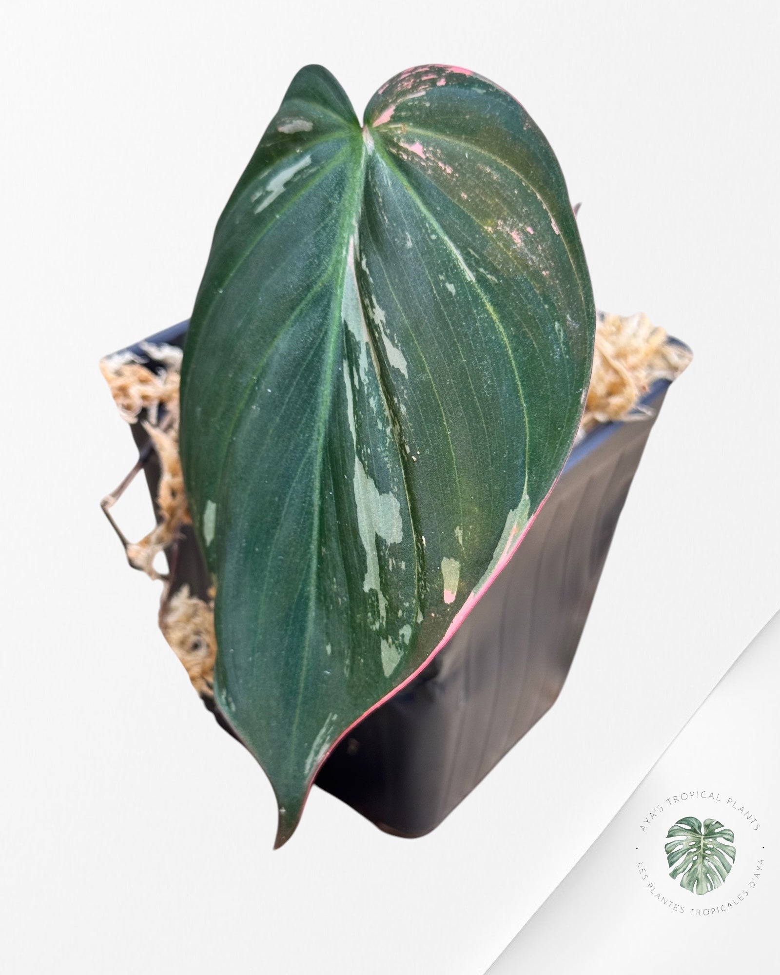 Philodendron Pink Micans PPM04