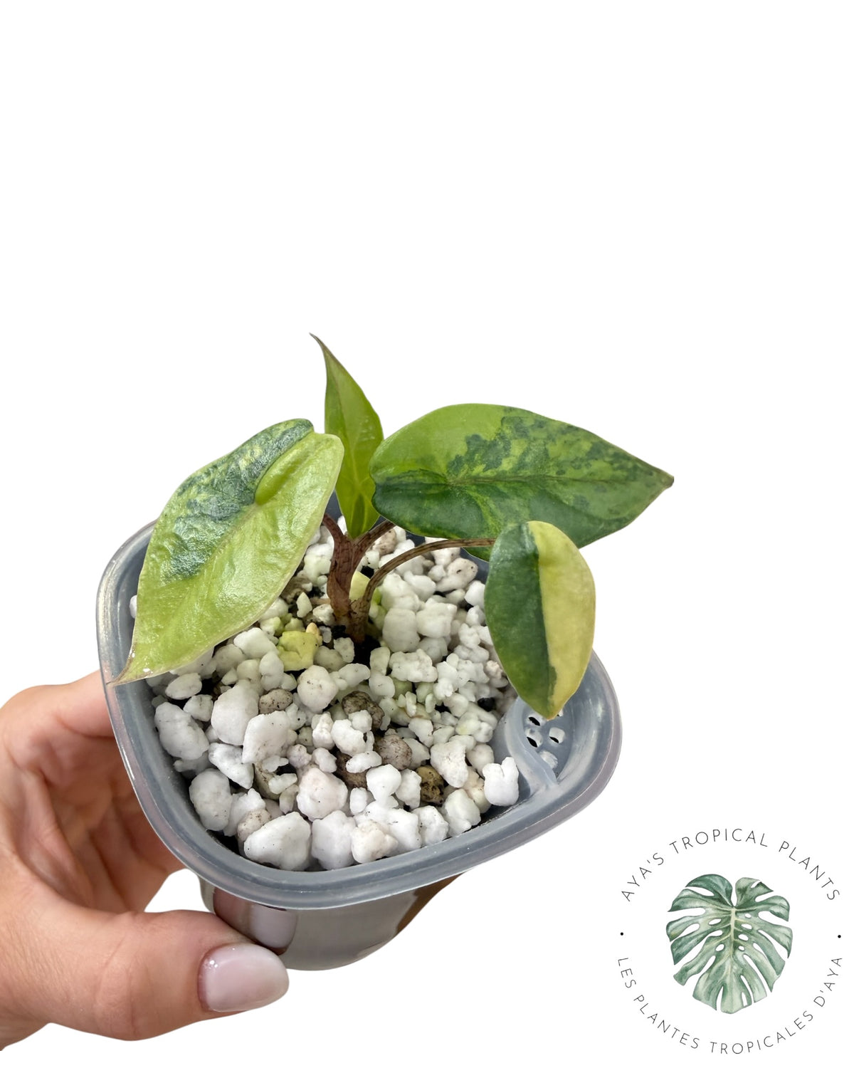 Alocasia Heterophylla Metallic  Blue Aurea Variegated
