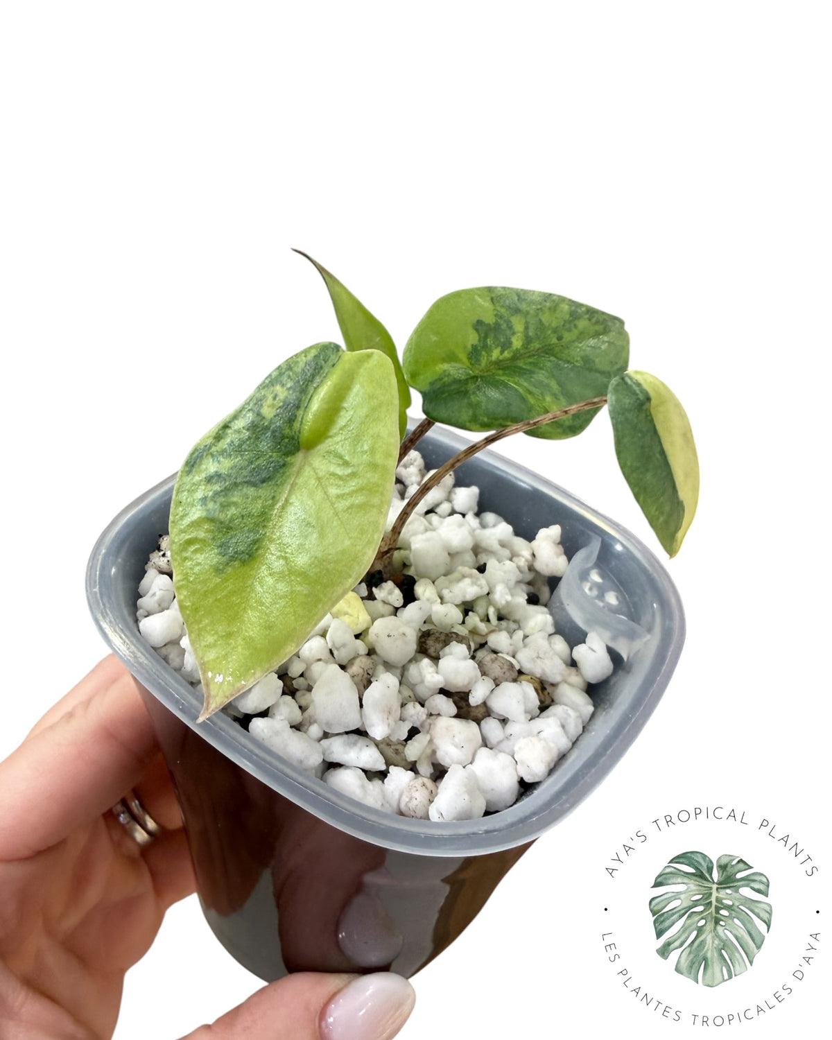 Alocasia Heterophylla Metallic  Blue Aurea Variegated