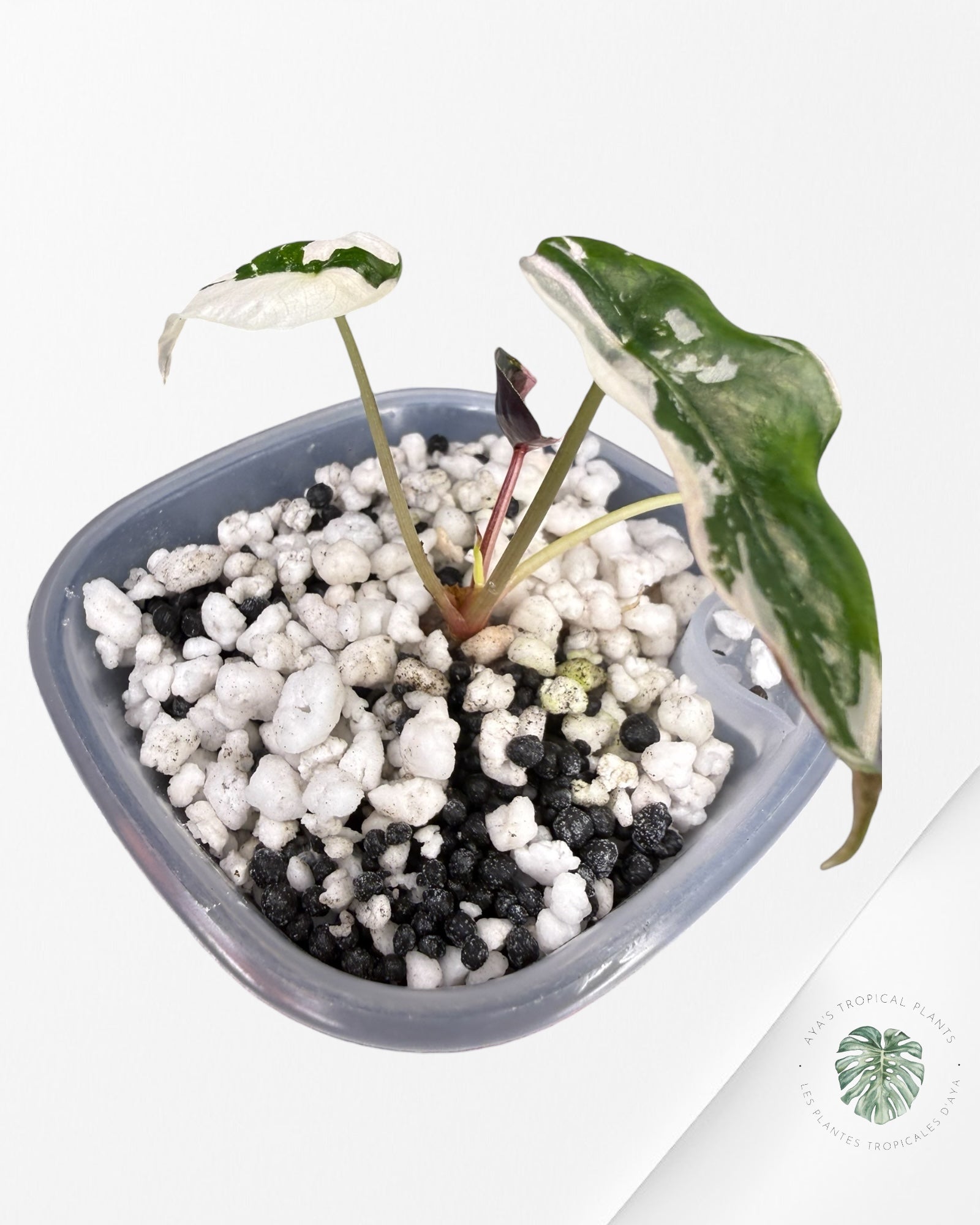 Alocasia Chantrieri Pink Variegated