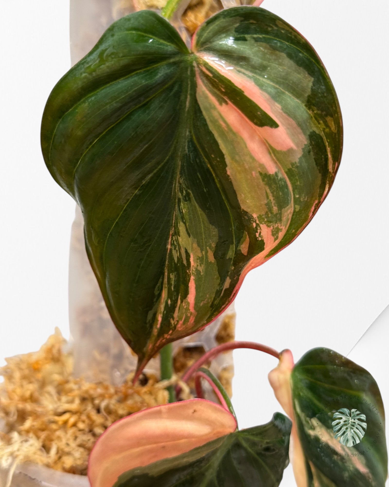 Philodendron Pink Micans PPM06