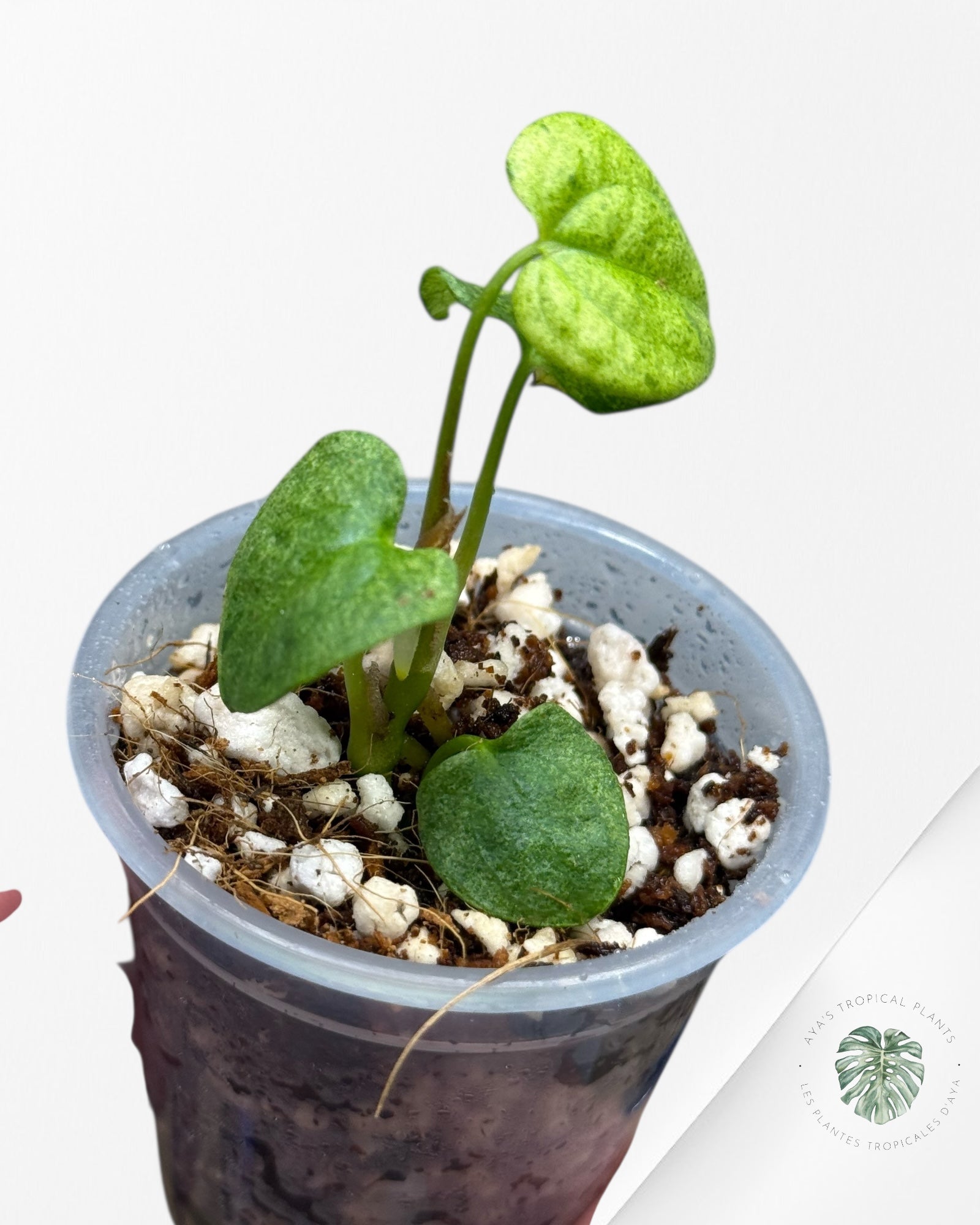 Anthurium Dark Phoenix Variegated | Rare TC Plant| Aya's Tropical Plants