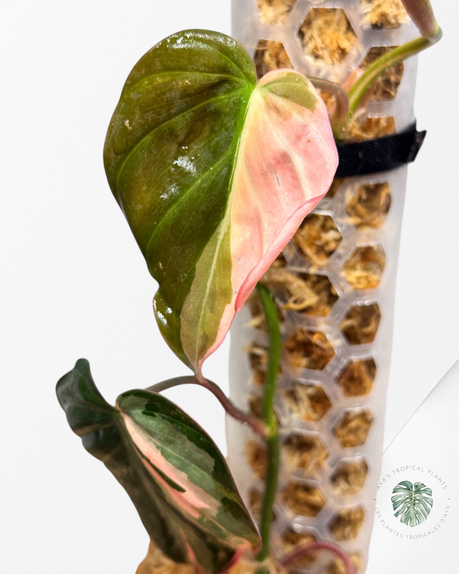 Philodendron Pink Micans PPM06