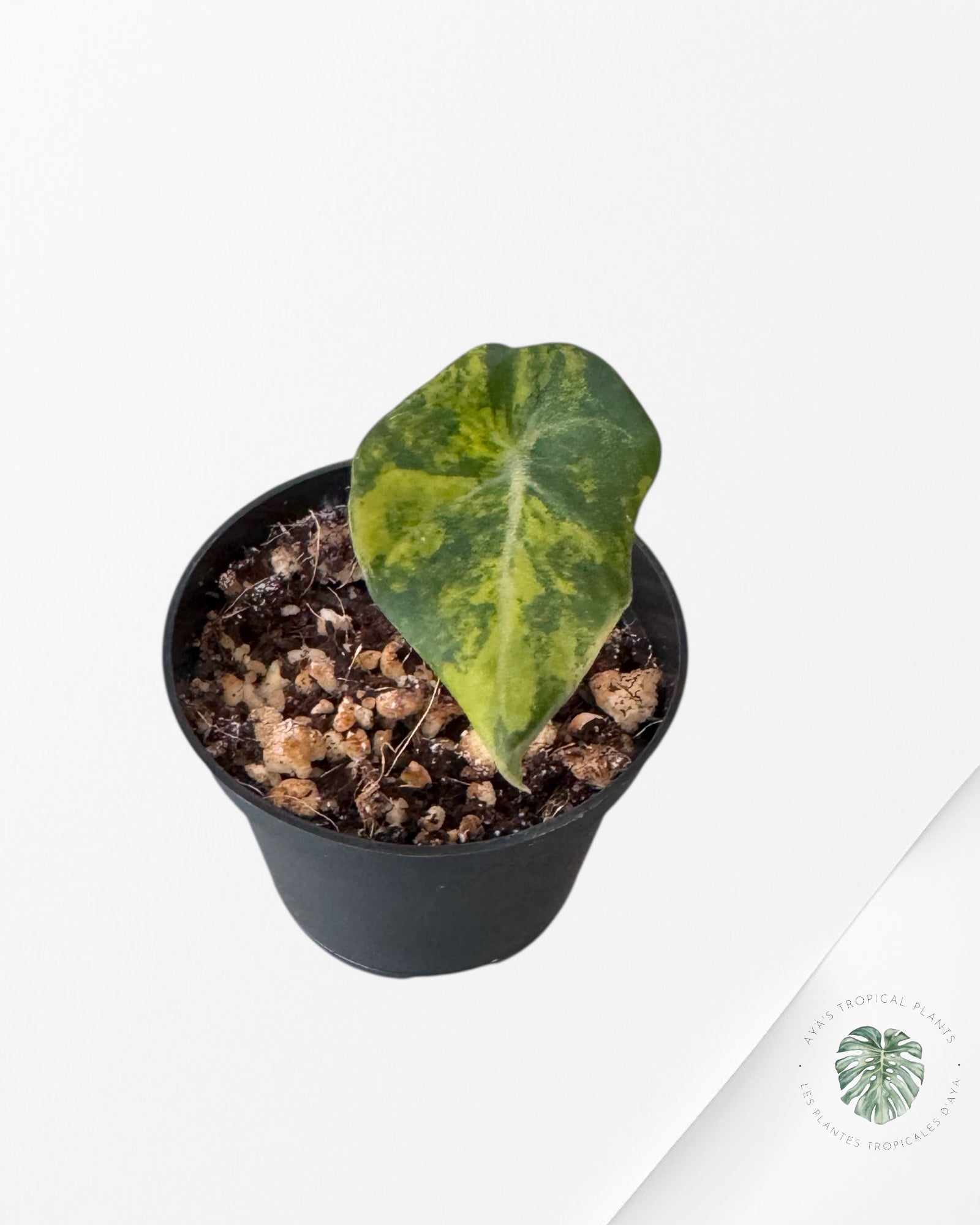 Alocasia Black Velvet Gold Variegata （ Aurea）-BG3