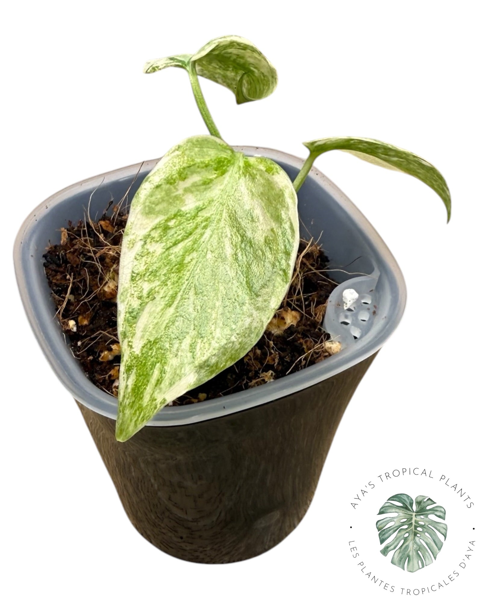 Monstera  Green Snow