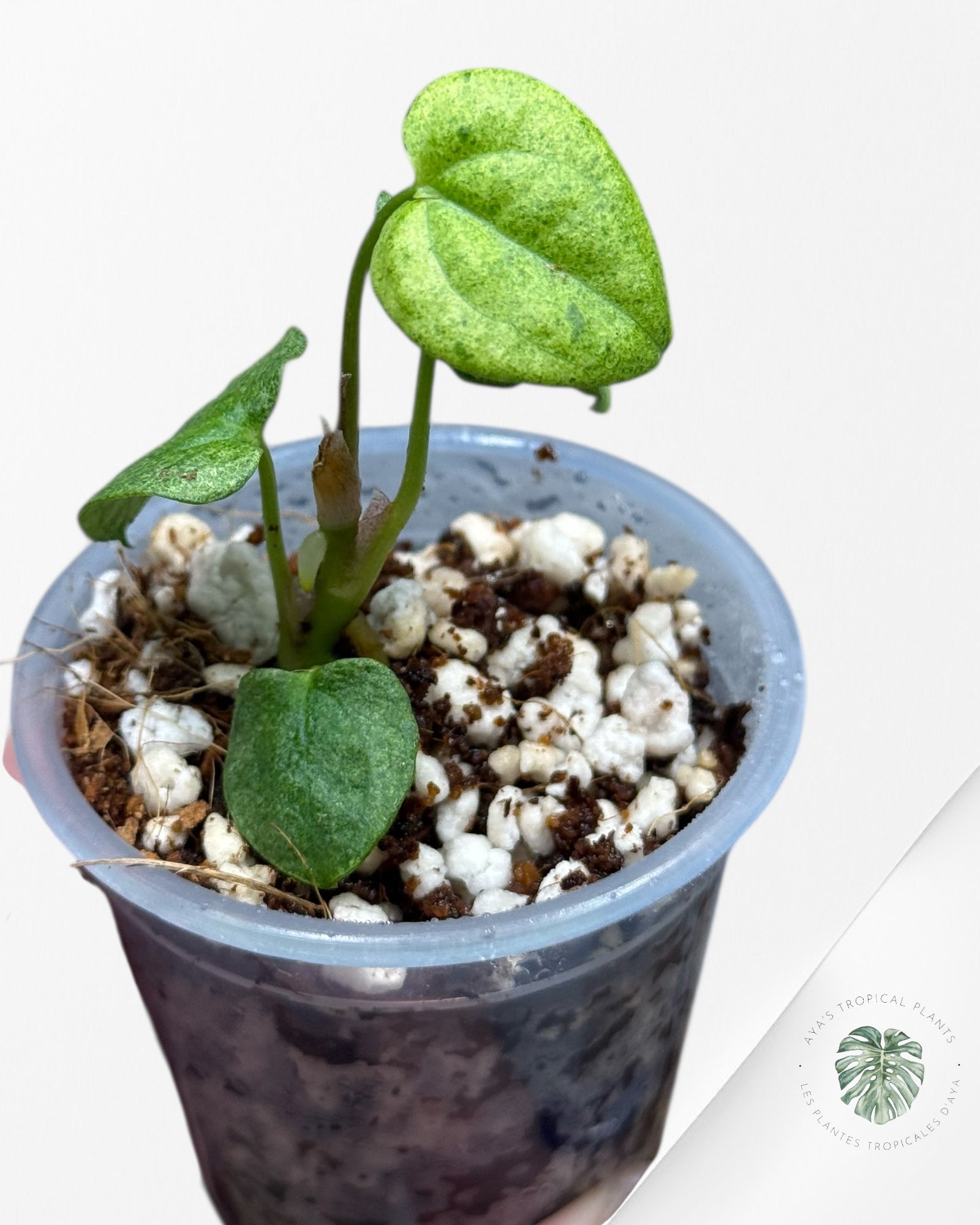 Anthurium Dark Phoenix Variegated | Rare TC Plant| Aya's Tropical Plants