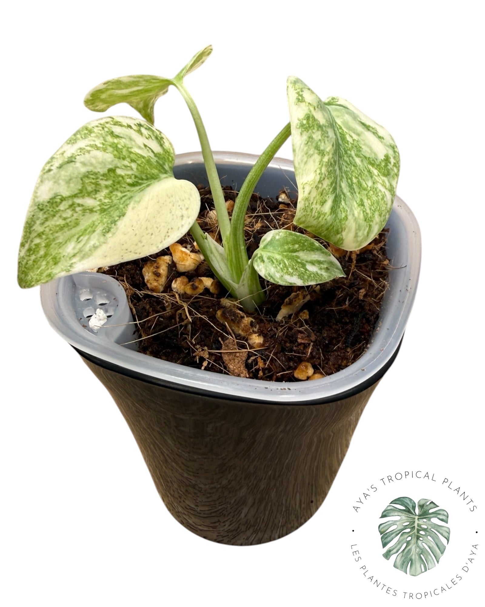 Monstera  Green Snow