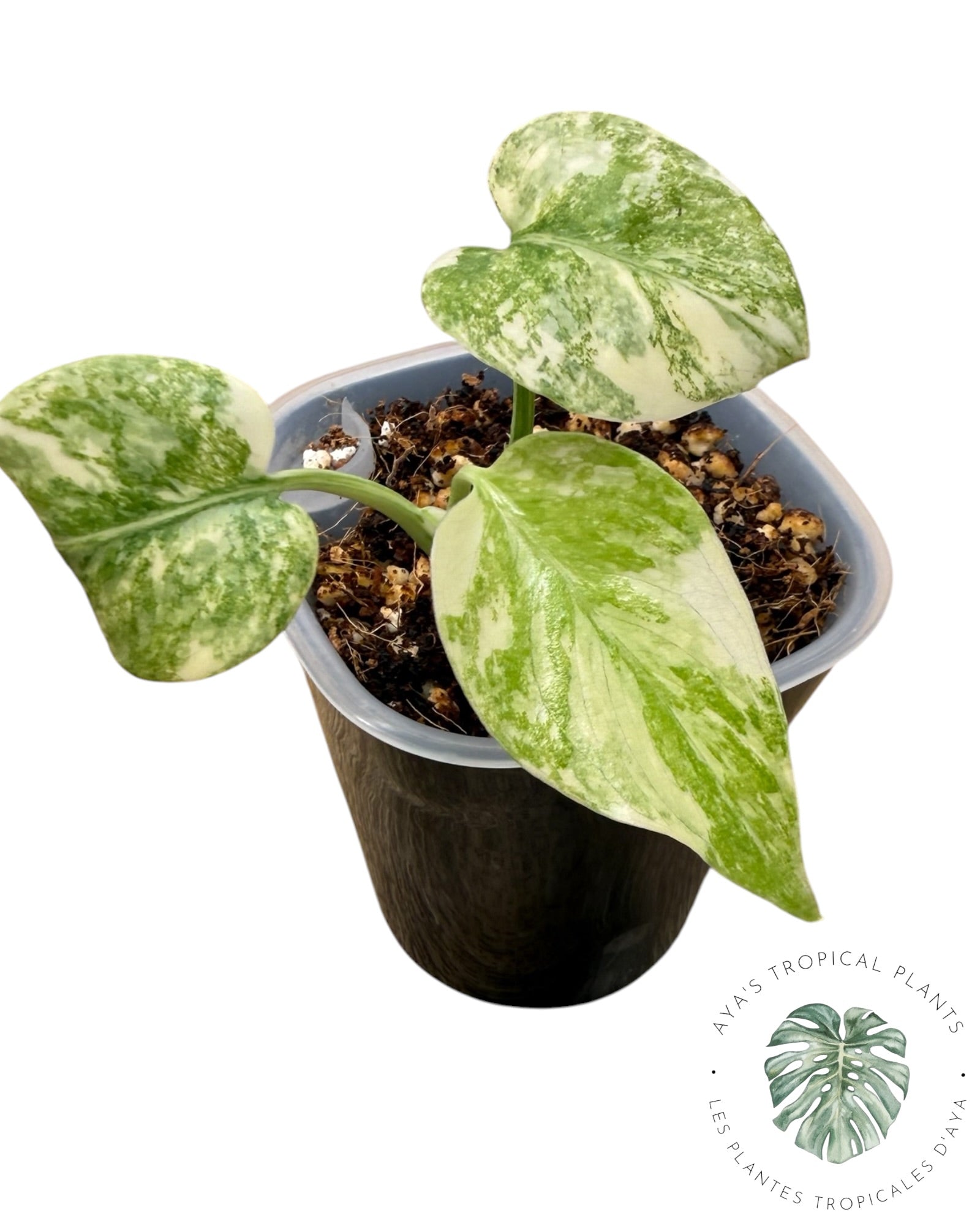 Monstera Green Snow