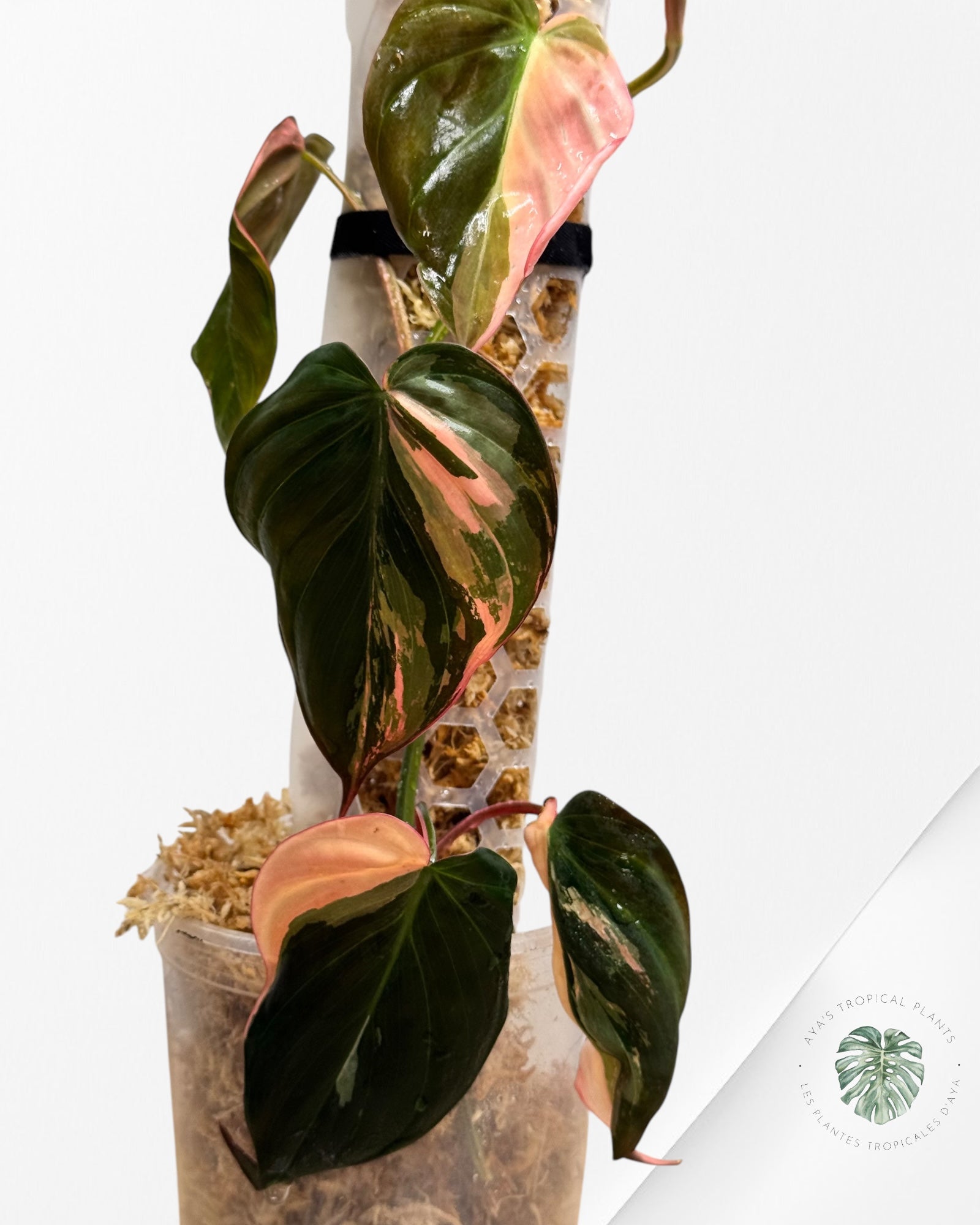 Philodendron Pink Micans PPM06