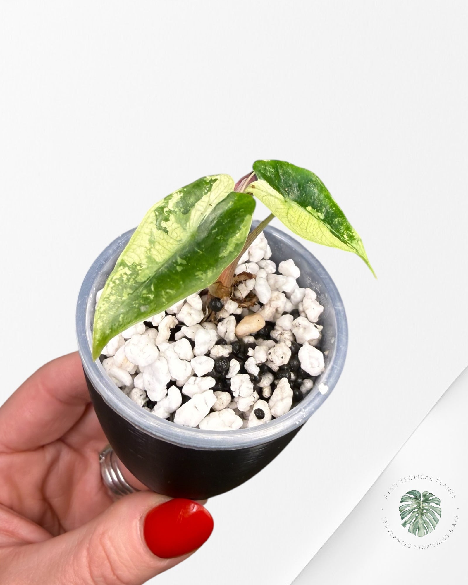 Alocasia Polly Pink panaché