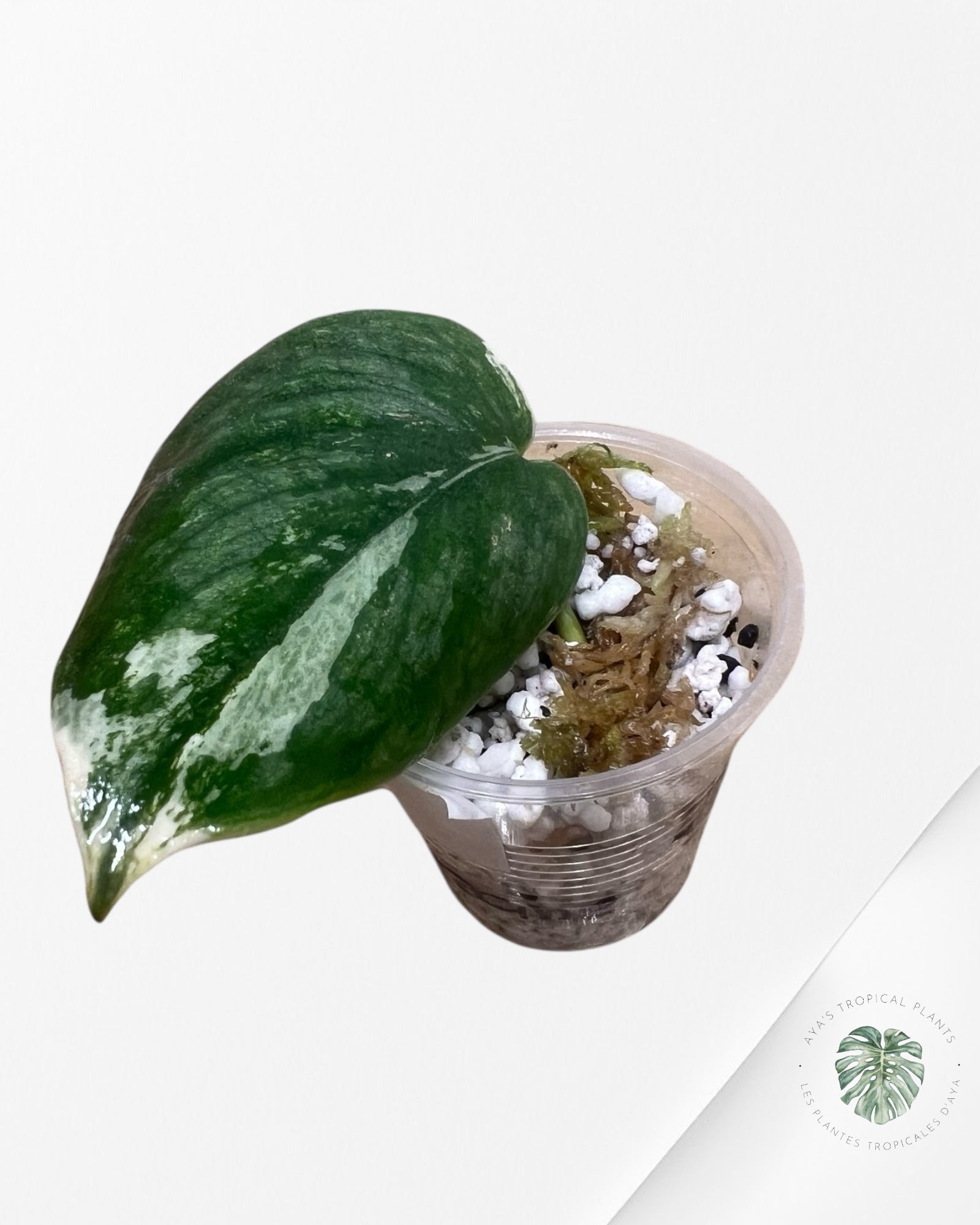 Scindapsus Sparklin Borneo -PU300