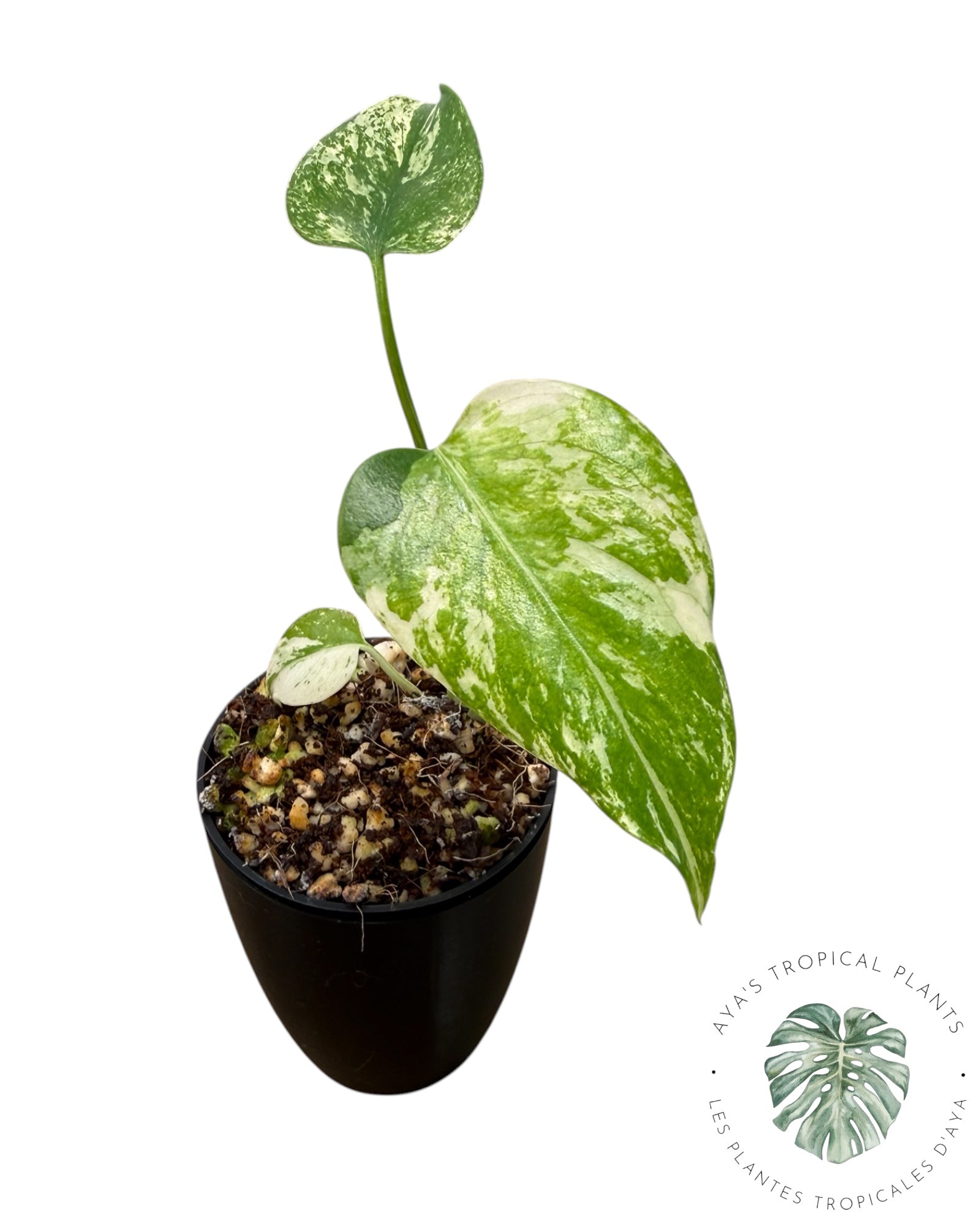 Monstera Deliciosa “Starlight”