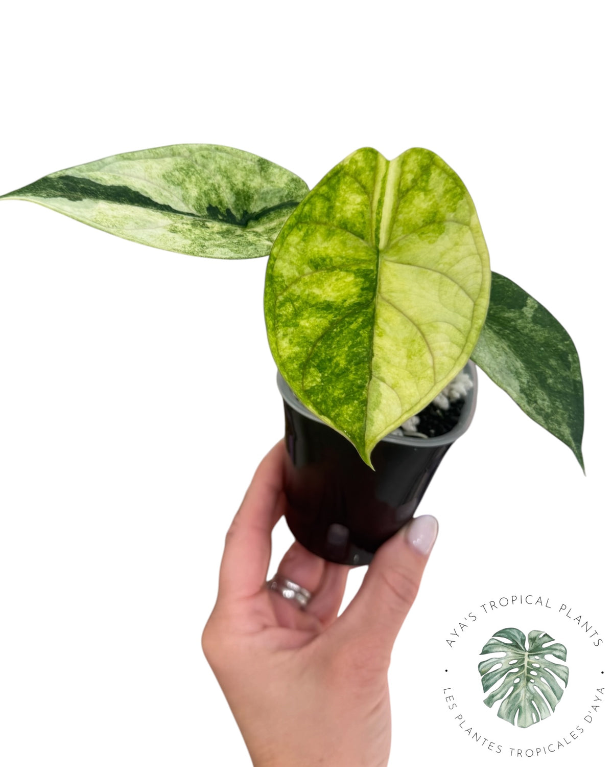 Alocasia Aegis Mint Variegated