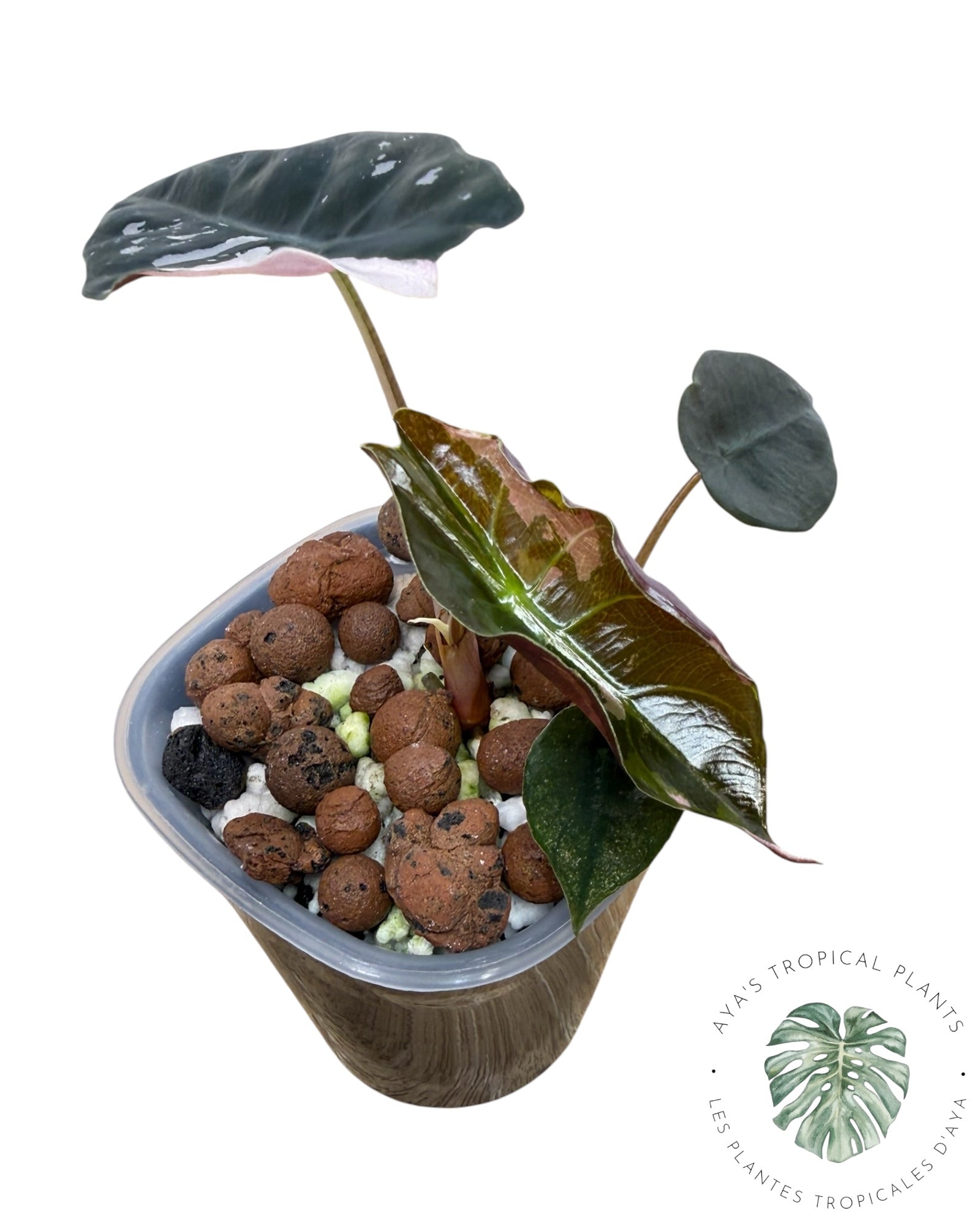 Alocasia Chantrieri rose panaché