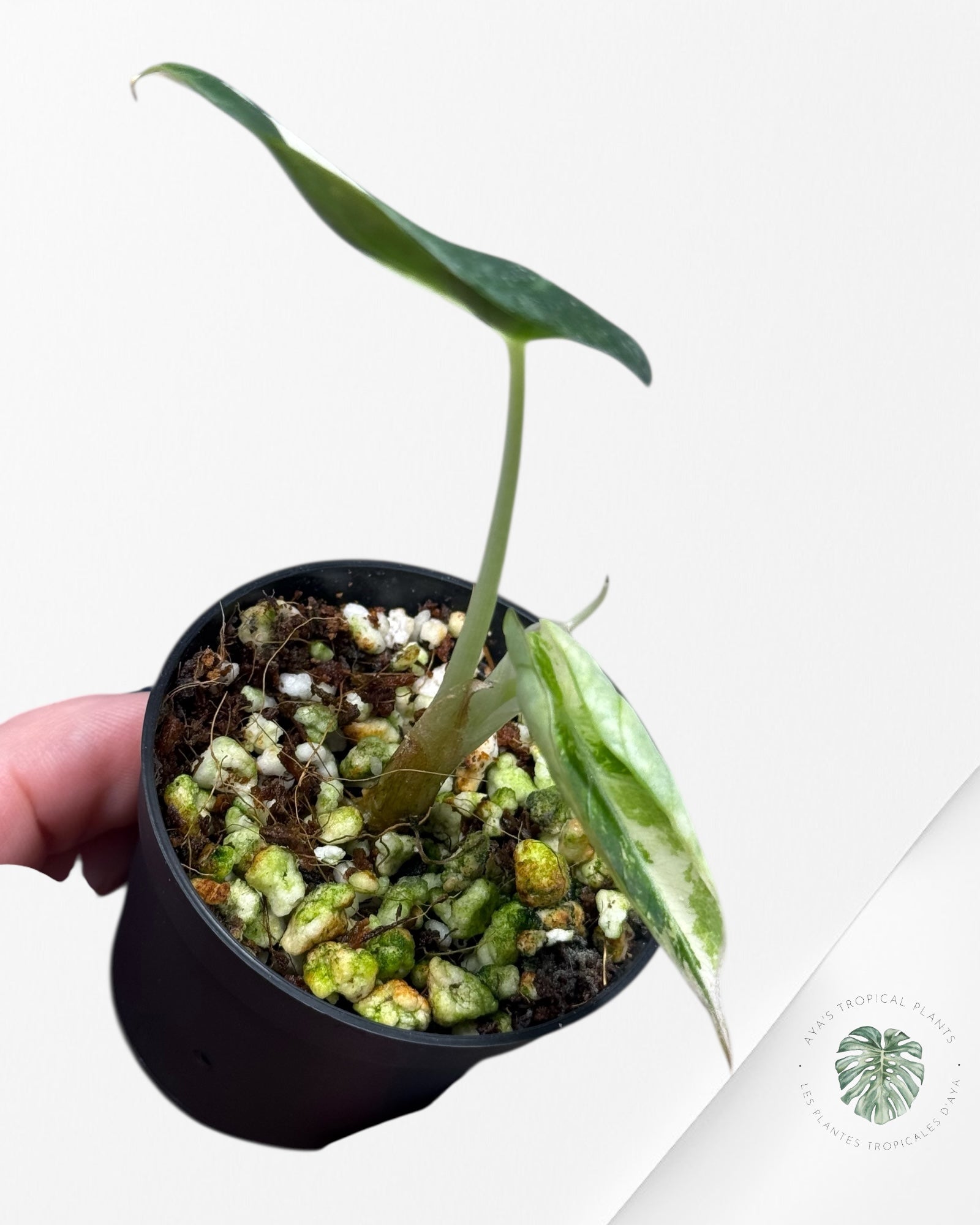 Alocasia Black Velvet Pink Variegated | Rare TC Plant| Aya's Tropical Plants