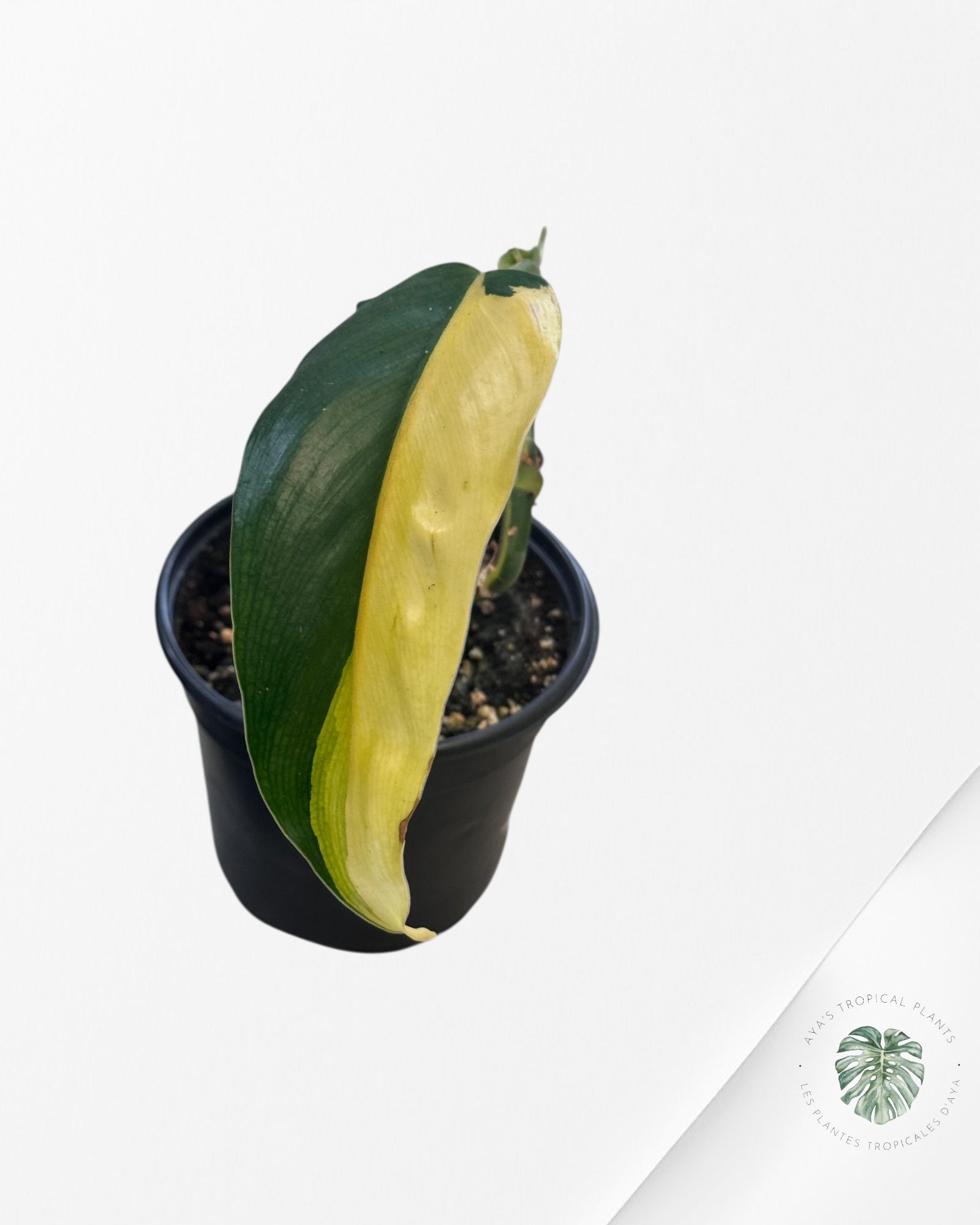 Philodendron Domesticum Variegated - PU1000