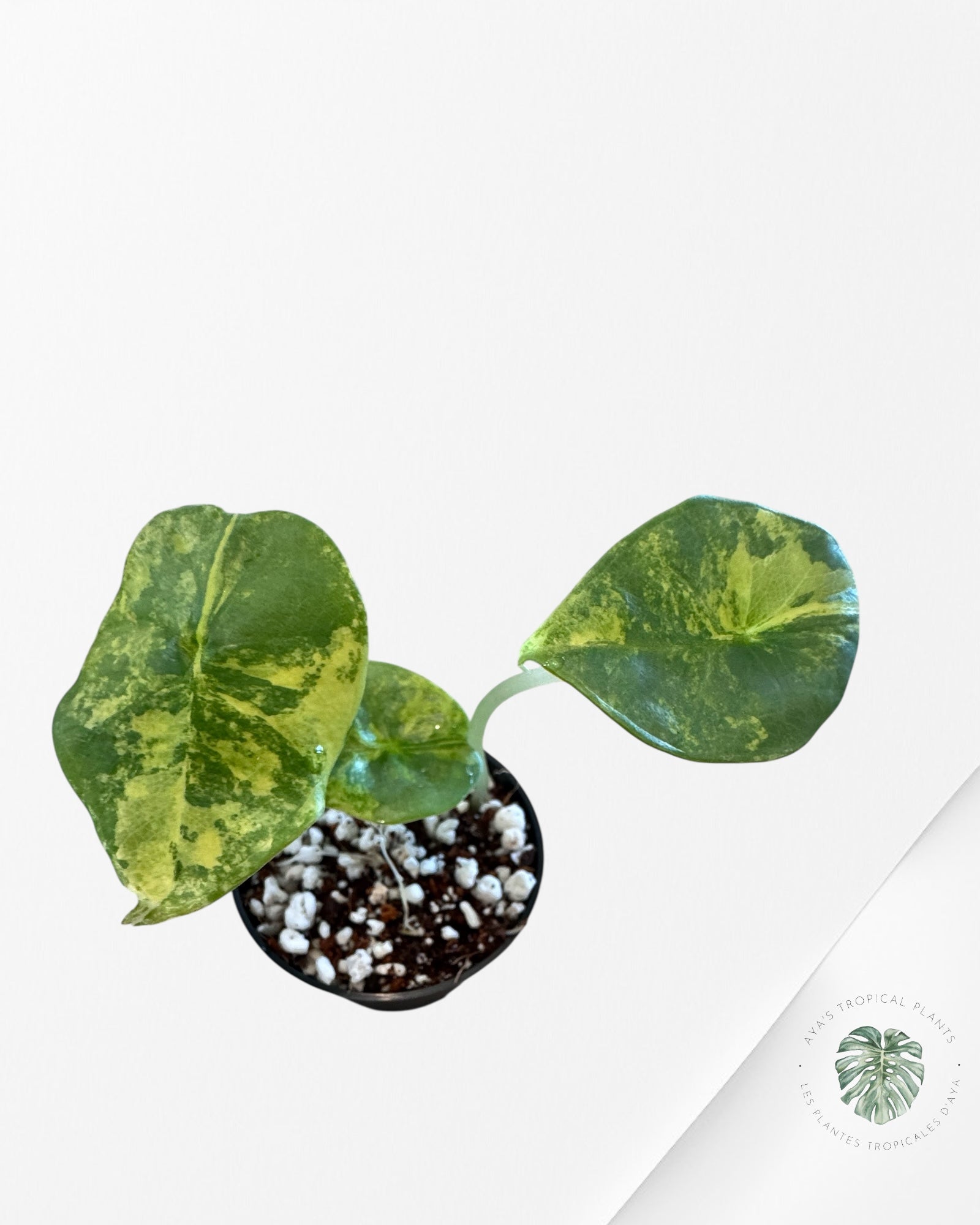 Alocasia Nebula Variegated Aurea ( Grade A) - TC6