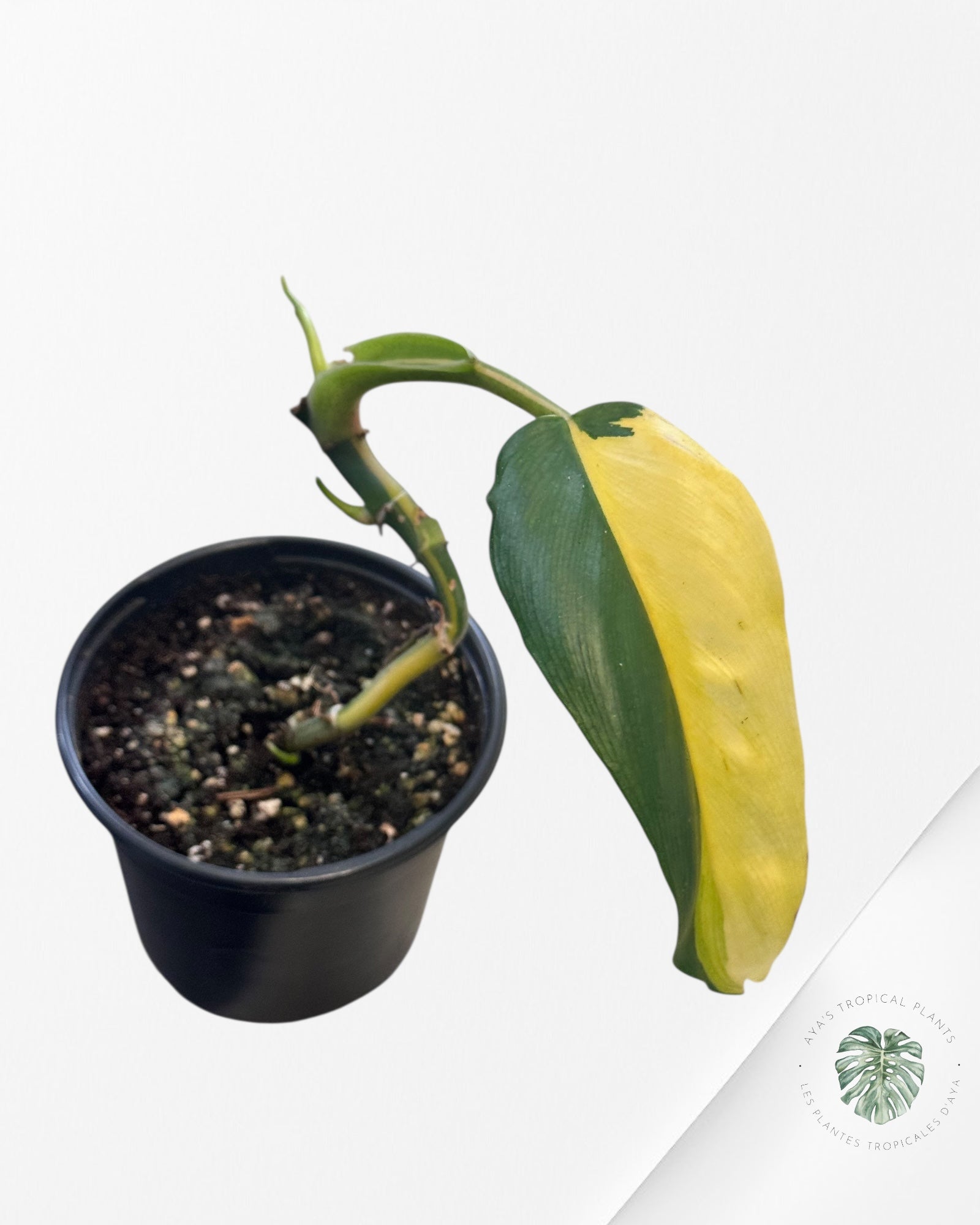 Philodendron Domesticum Variegated - PU1000