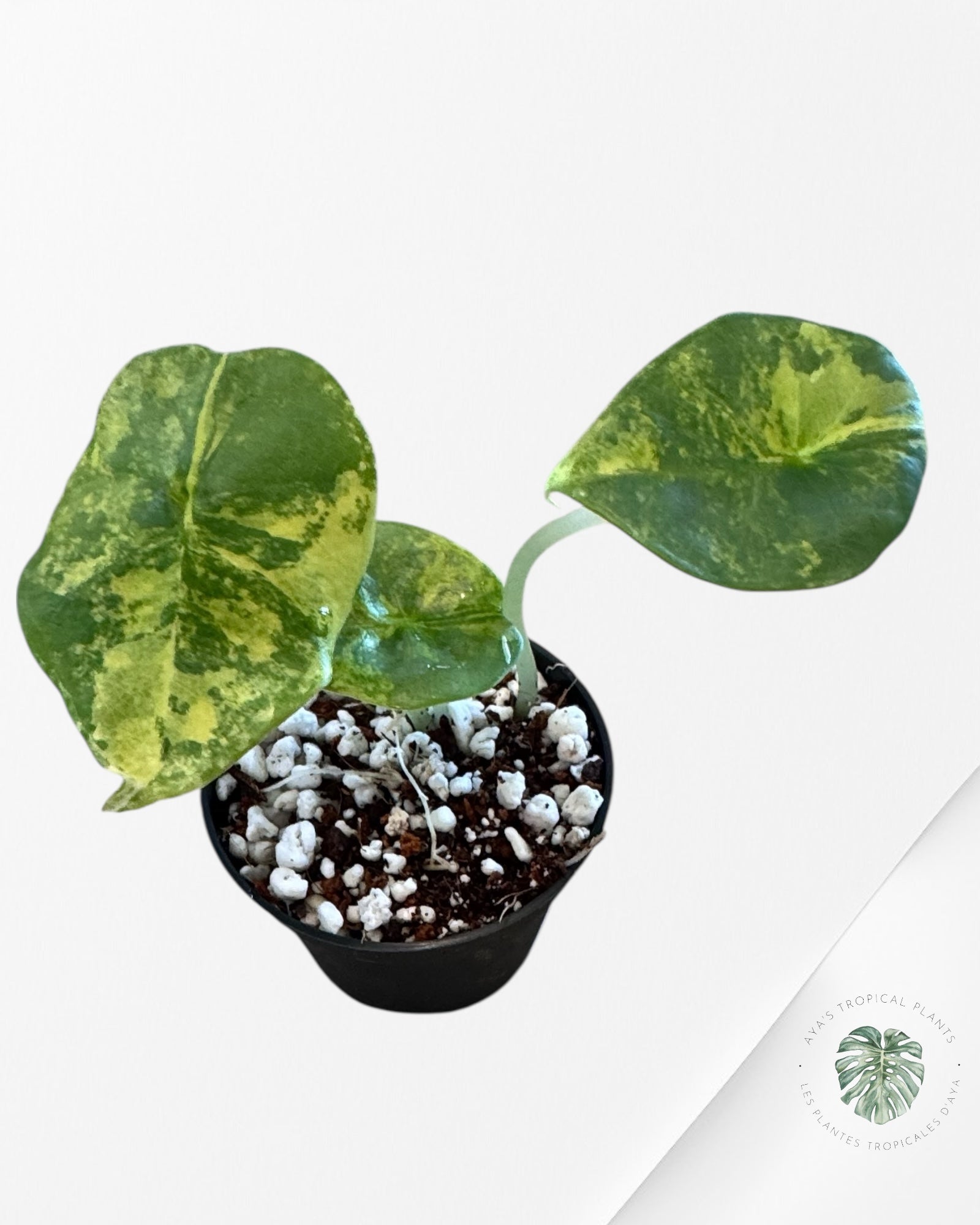 Alocasia Nebula Variegated Aurea ( Grade A) - TC6