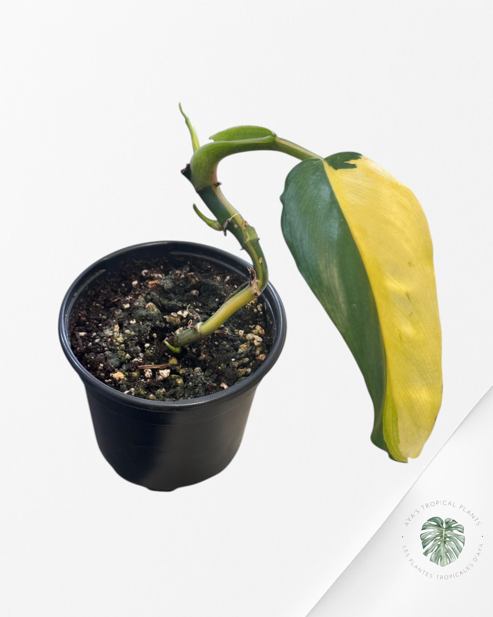 Philodendron Domesticum Variegated - PU1000
