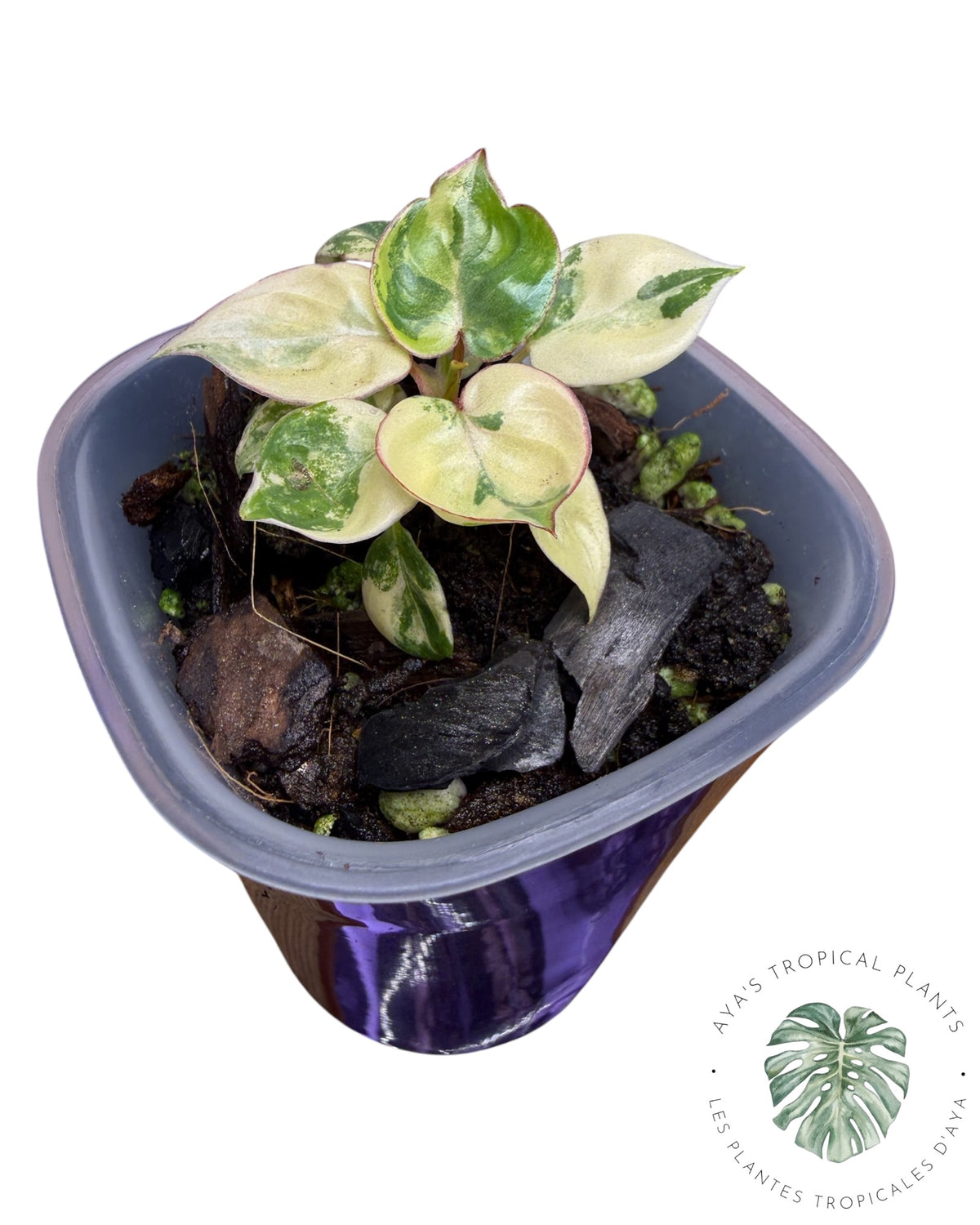 Philodendron Billietiae Variegated