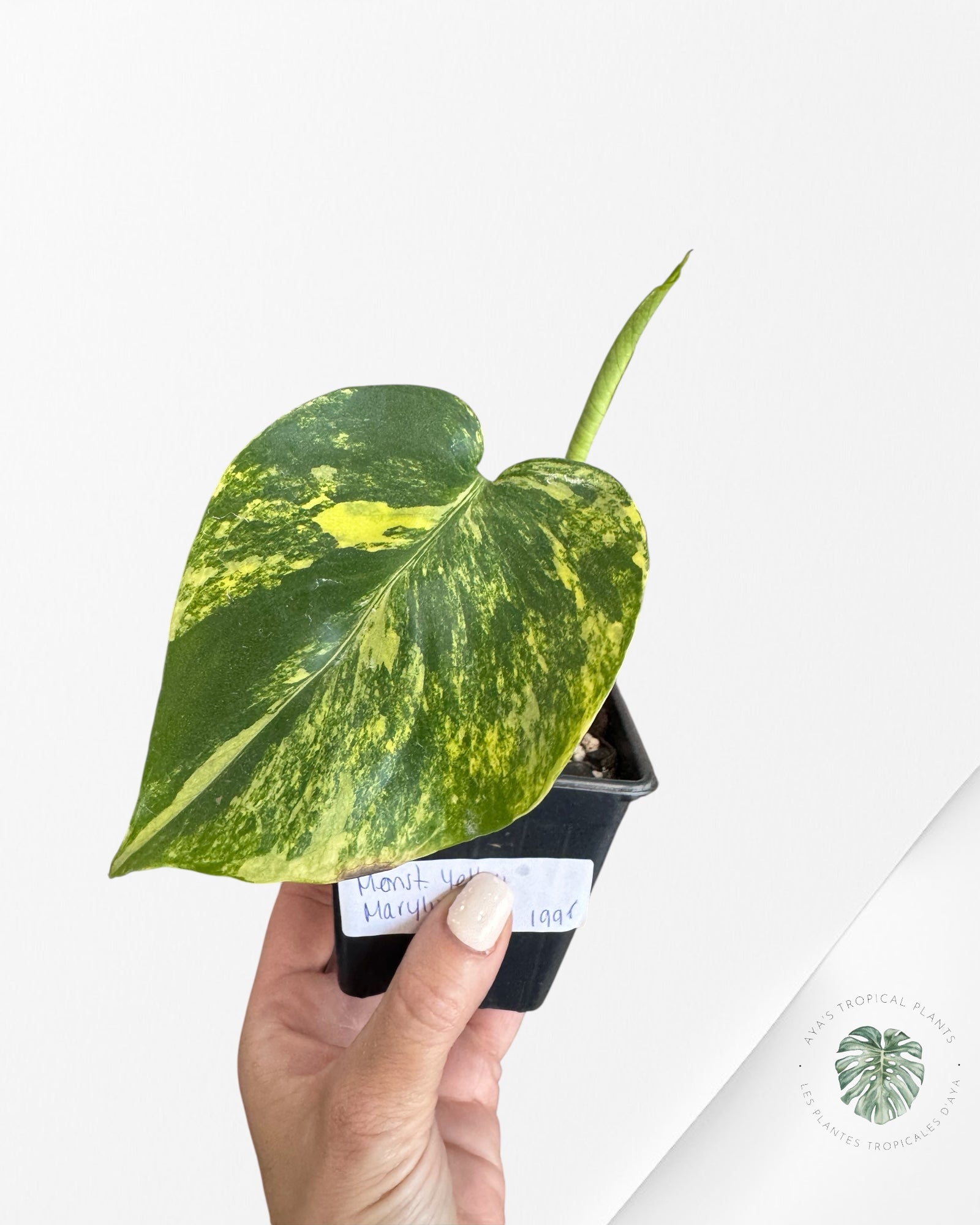 Monstera Deliciosa Yellow 'Marilyn' variegated