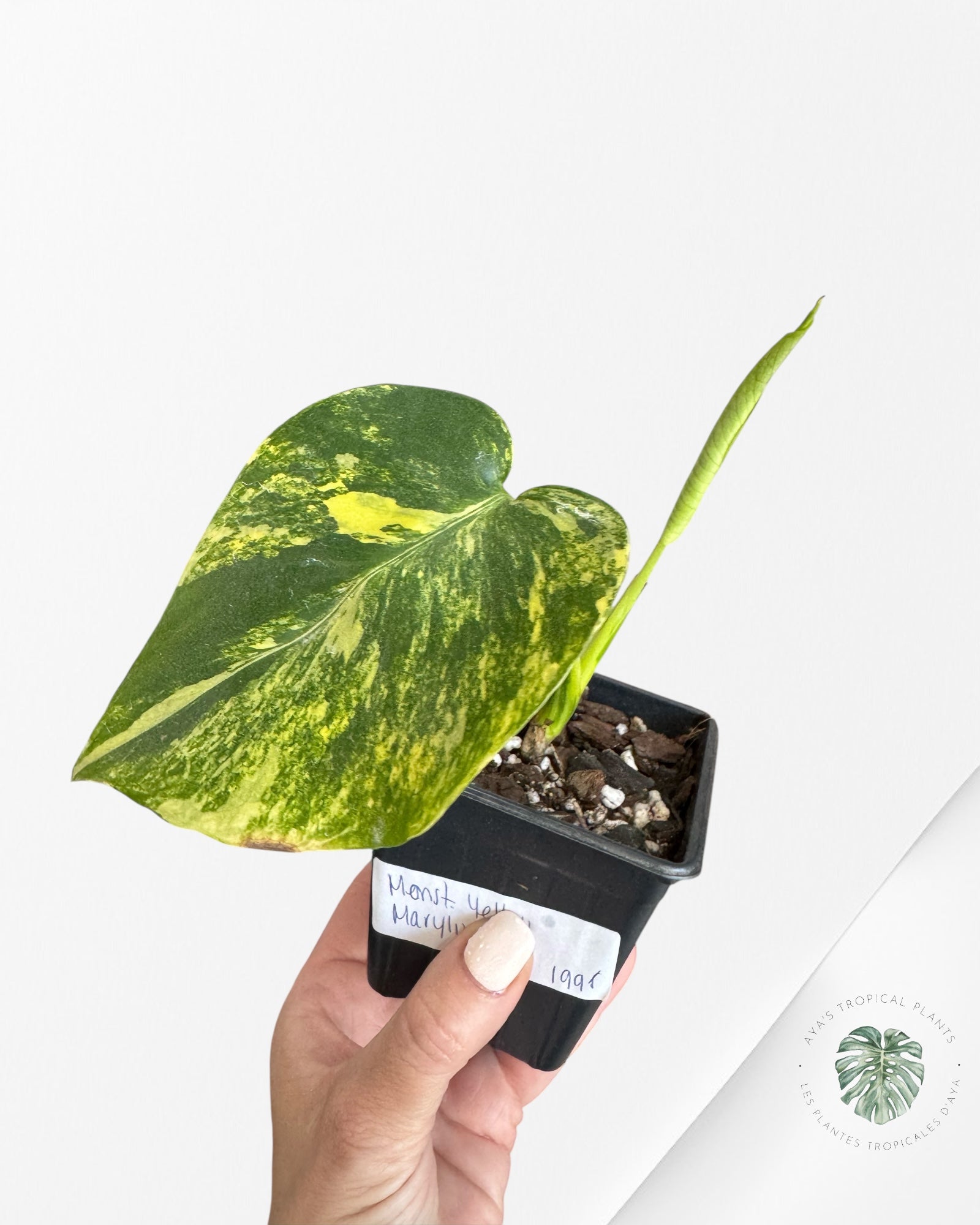 Monstera Deliciosa Yellow 'Marilyn' variegated