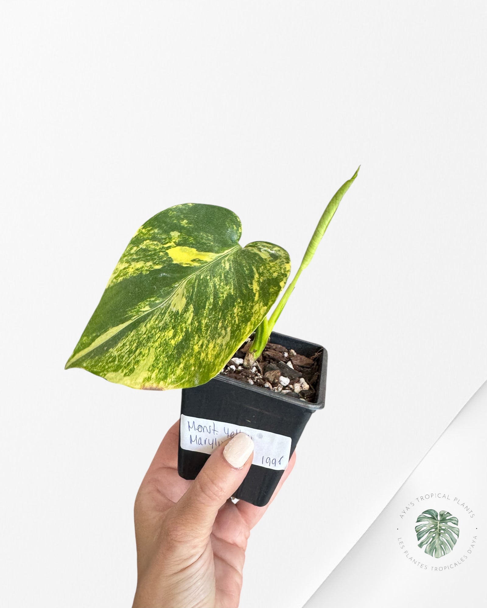 Monstera Deliciosa Yellow 'Marilyn' variegated