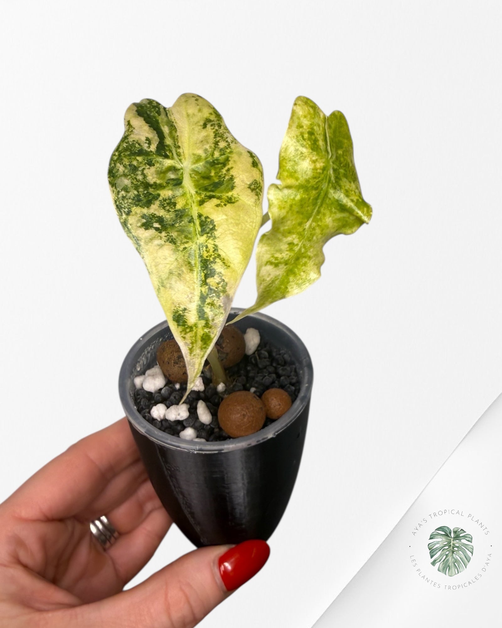 Alocasia Sanderiana ‘Bull’ Aurea Variegated