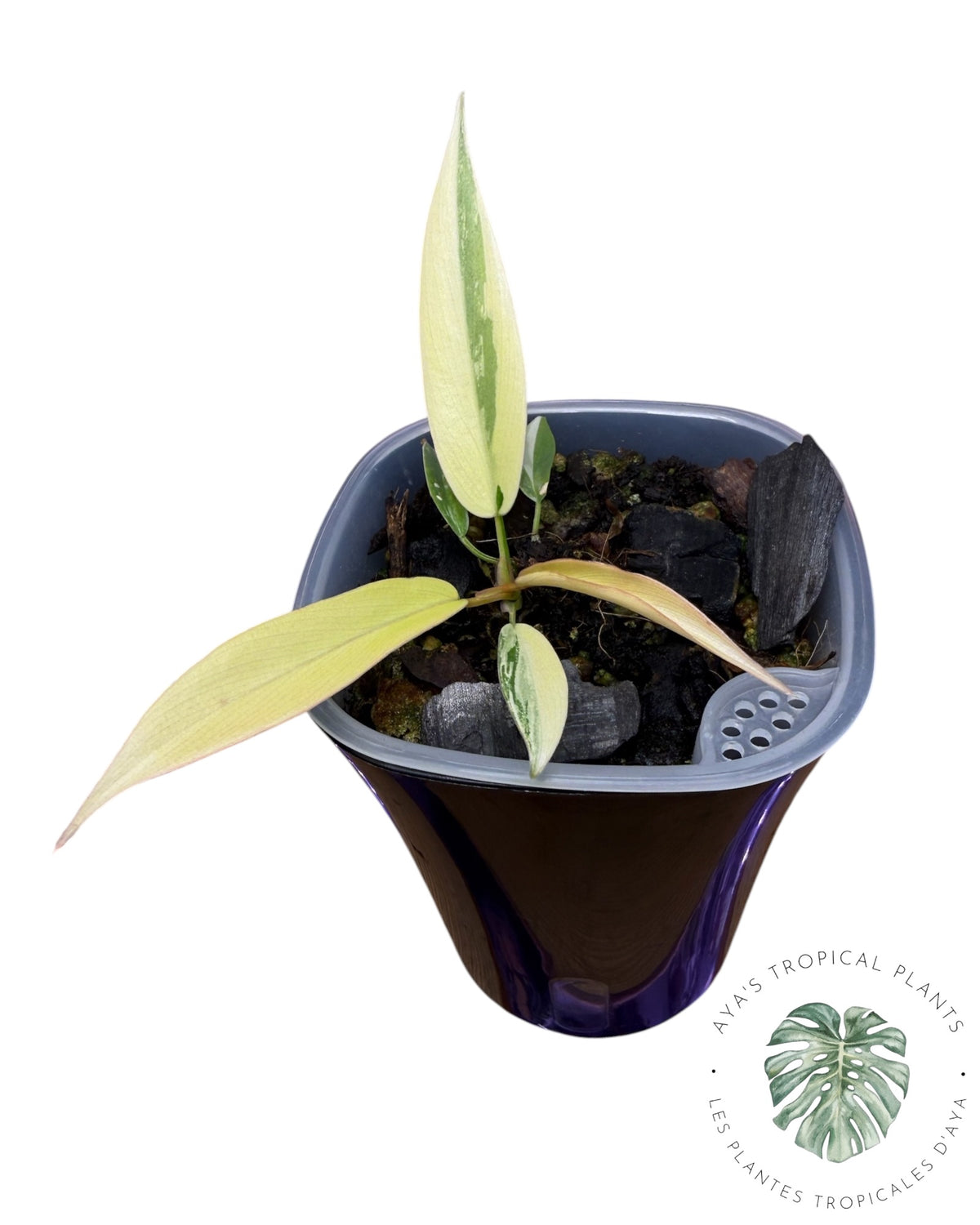Philodendron Florida Beauty x Tortum