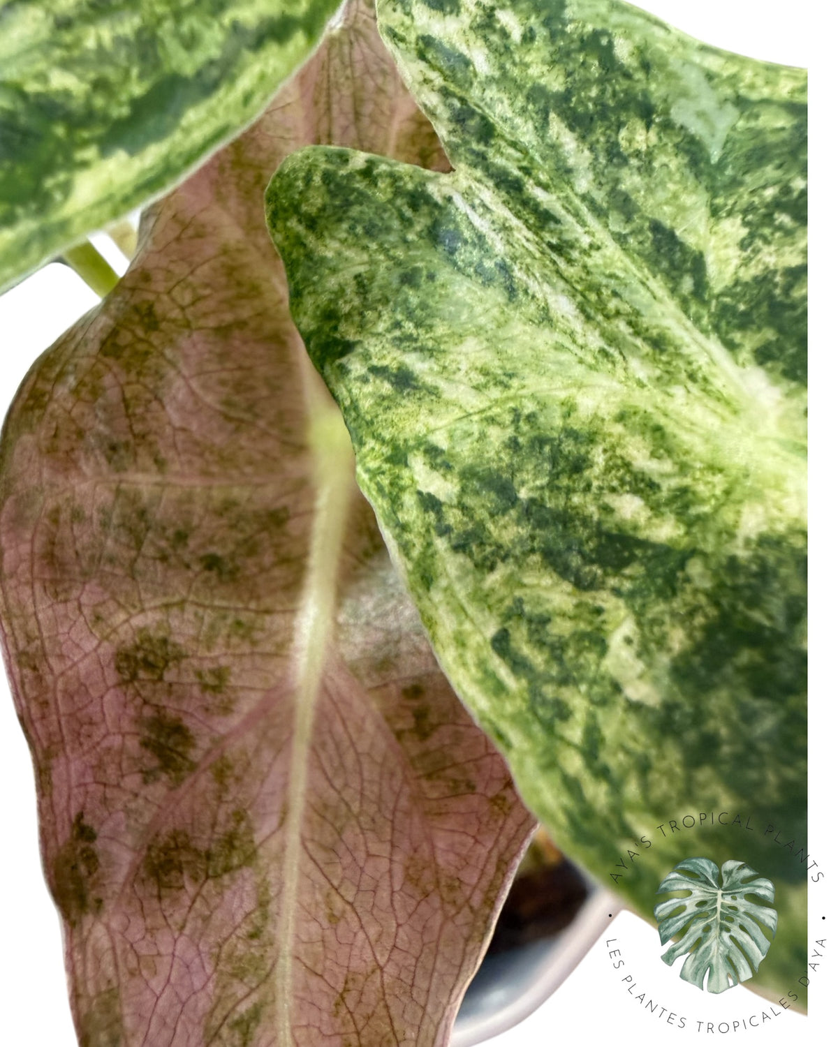 Alocasia Black Satun ‘Stardust’ Variegated